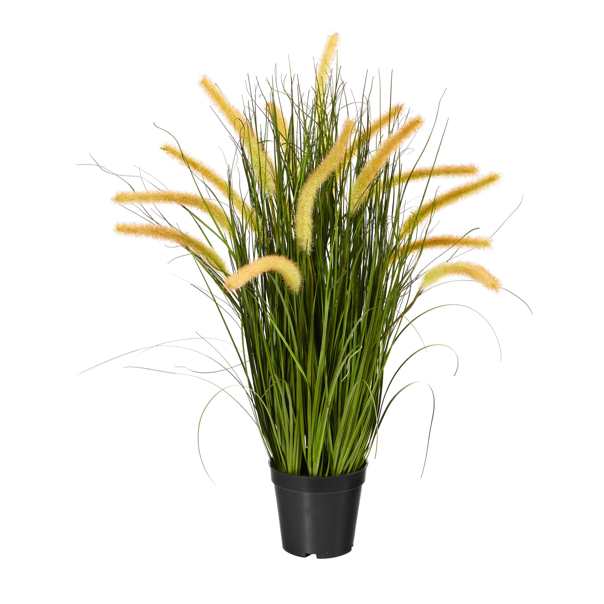 2ft potted onion grass plant michaels nursery pots for sale