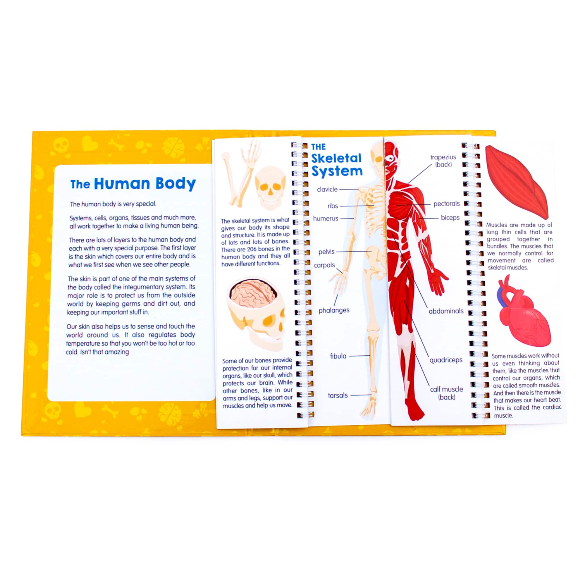 Junior Learning® Anatomy Flips Educational Flip Book | Michaels