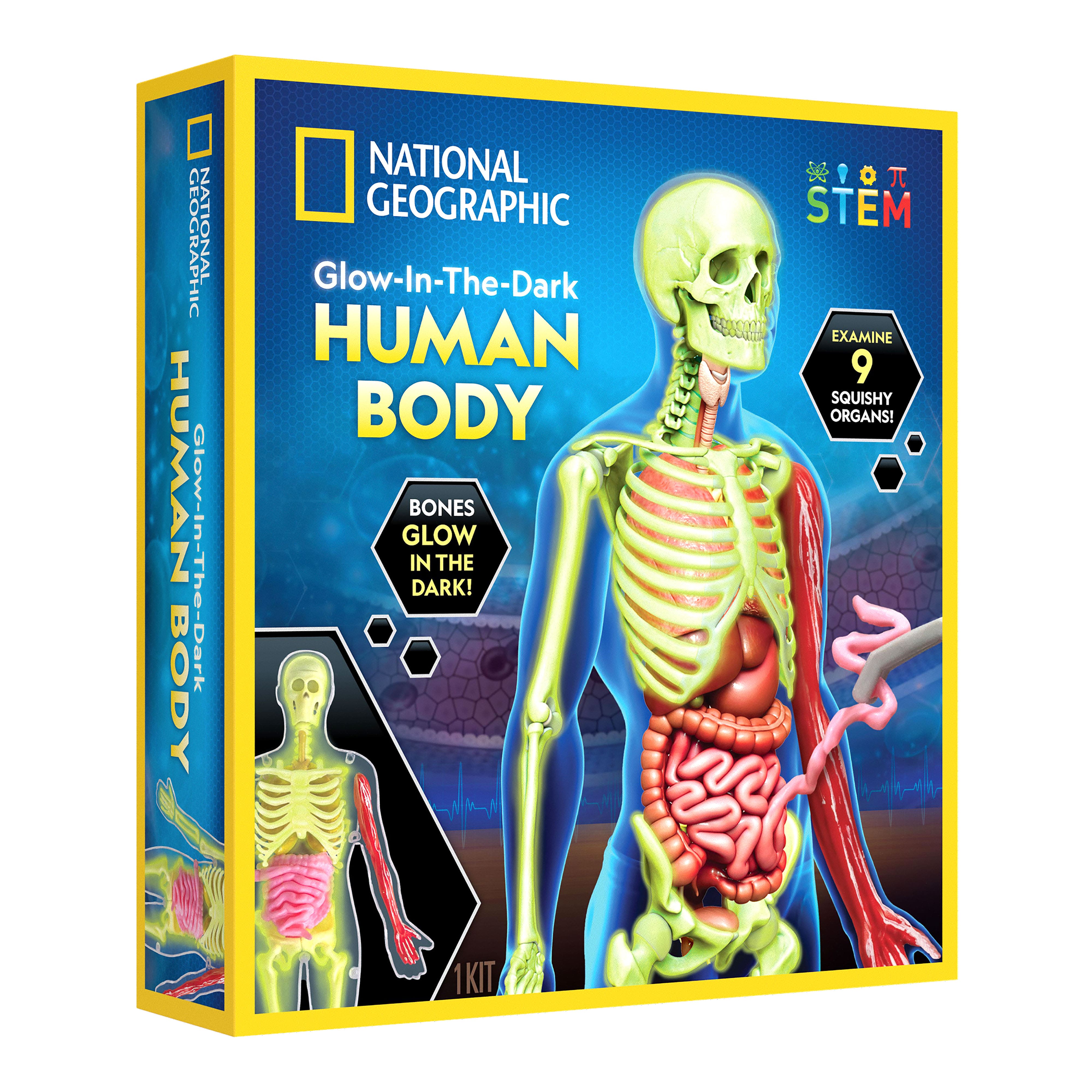 National Geographic&#x2122; Glow-in-the-Dark Human Body