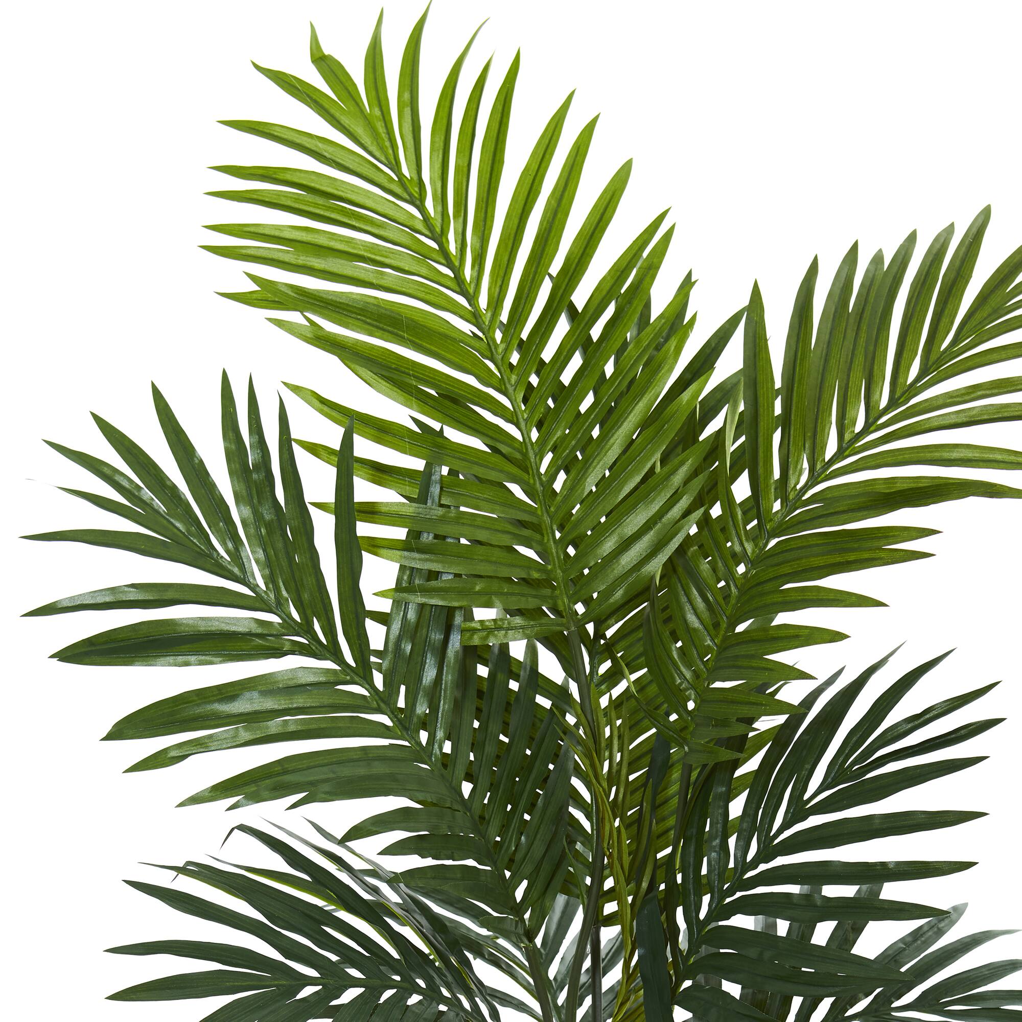 4.5ft. Kentia Palm Tree in Black Planter