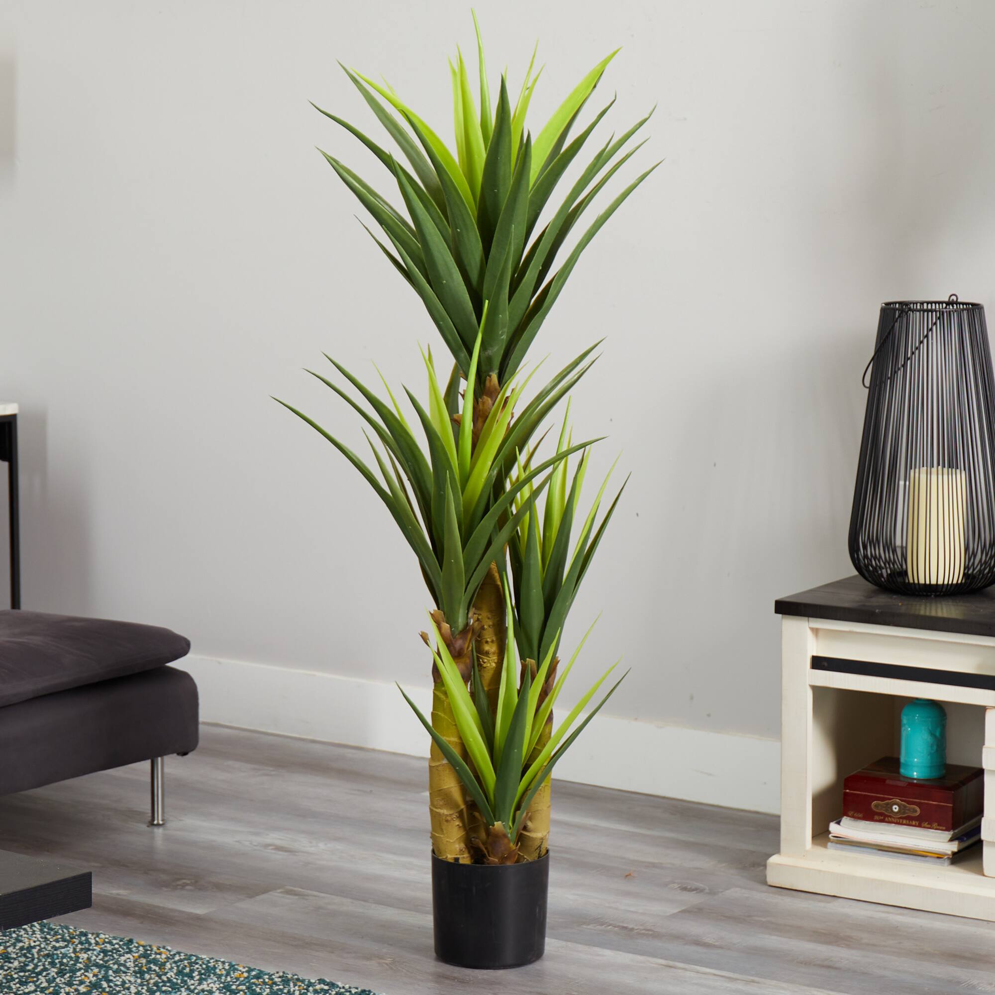 4.5ft. Potted Dracaena Plant