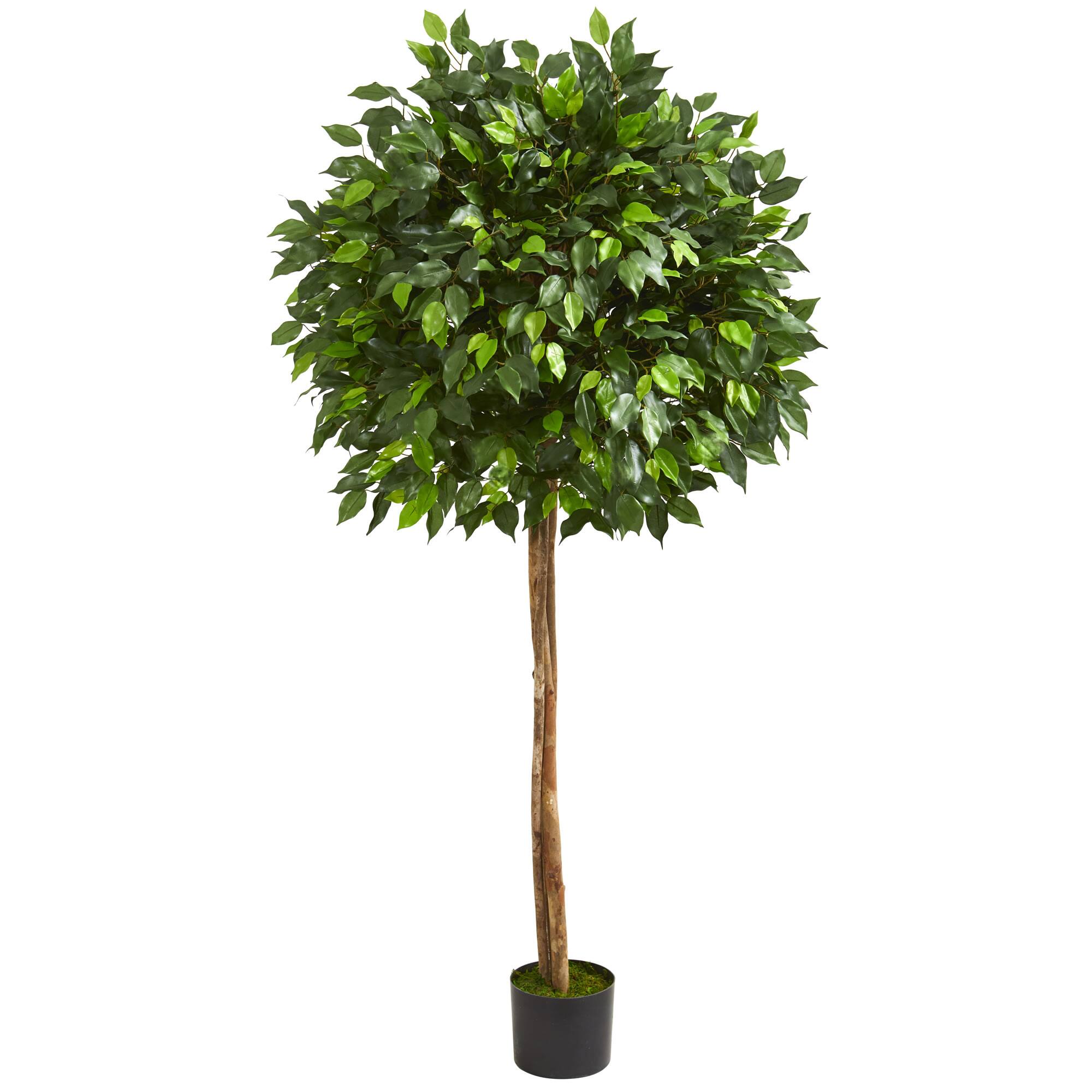 5.5ft. Potted Ficus Tree Trees & Floor Plants Michaels