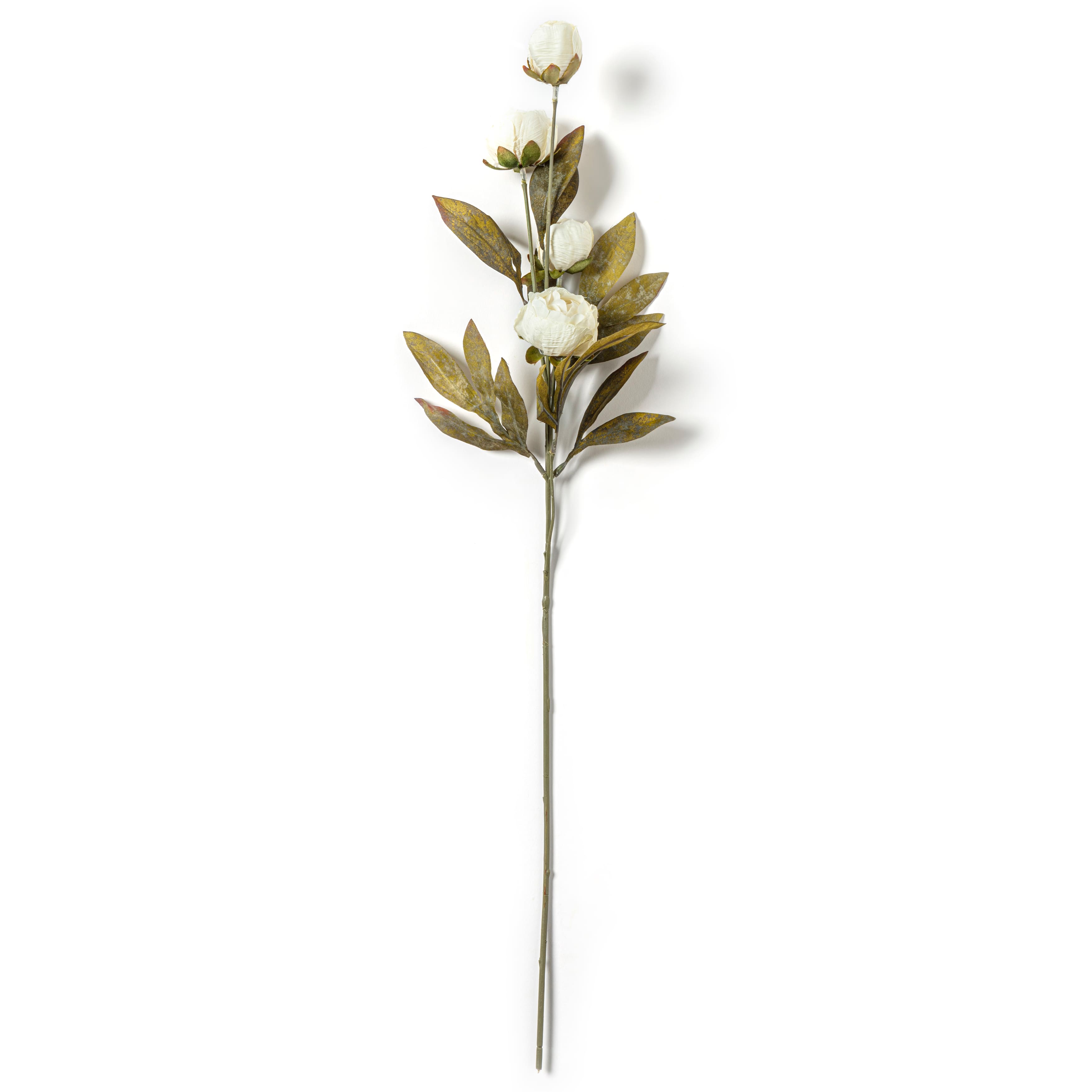 Cream Multi-Stem Dry Peony by Ashland&#xAE;
