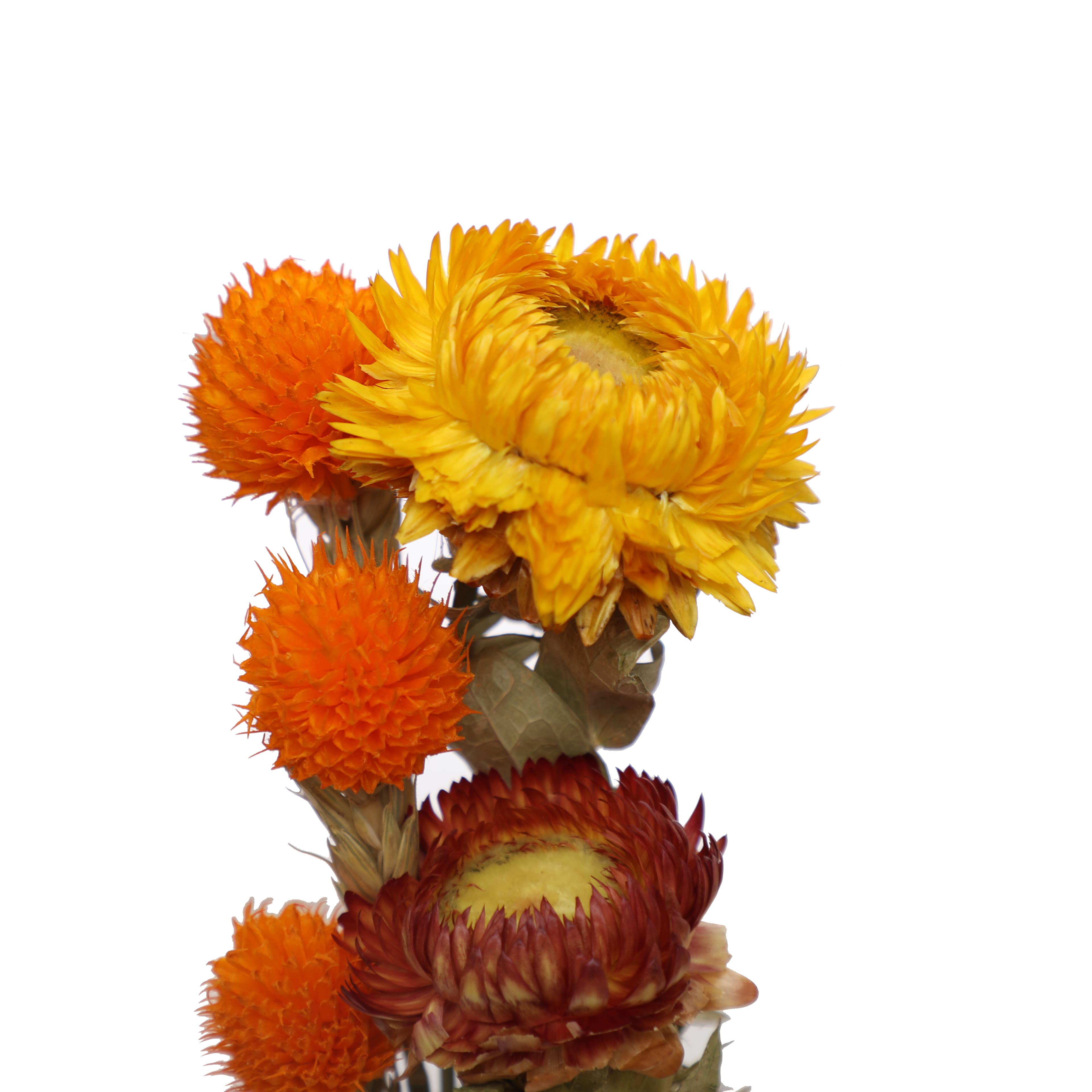 7" Pink Dried Mixed Mini Bundle by Ashland®