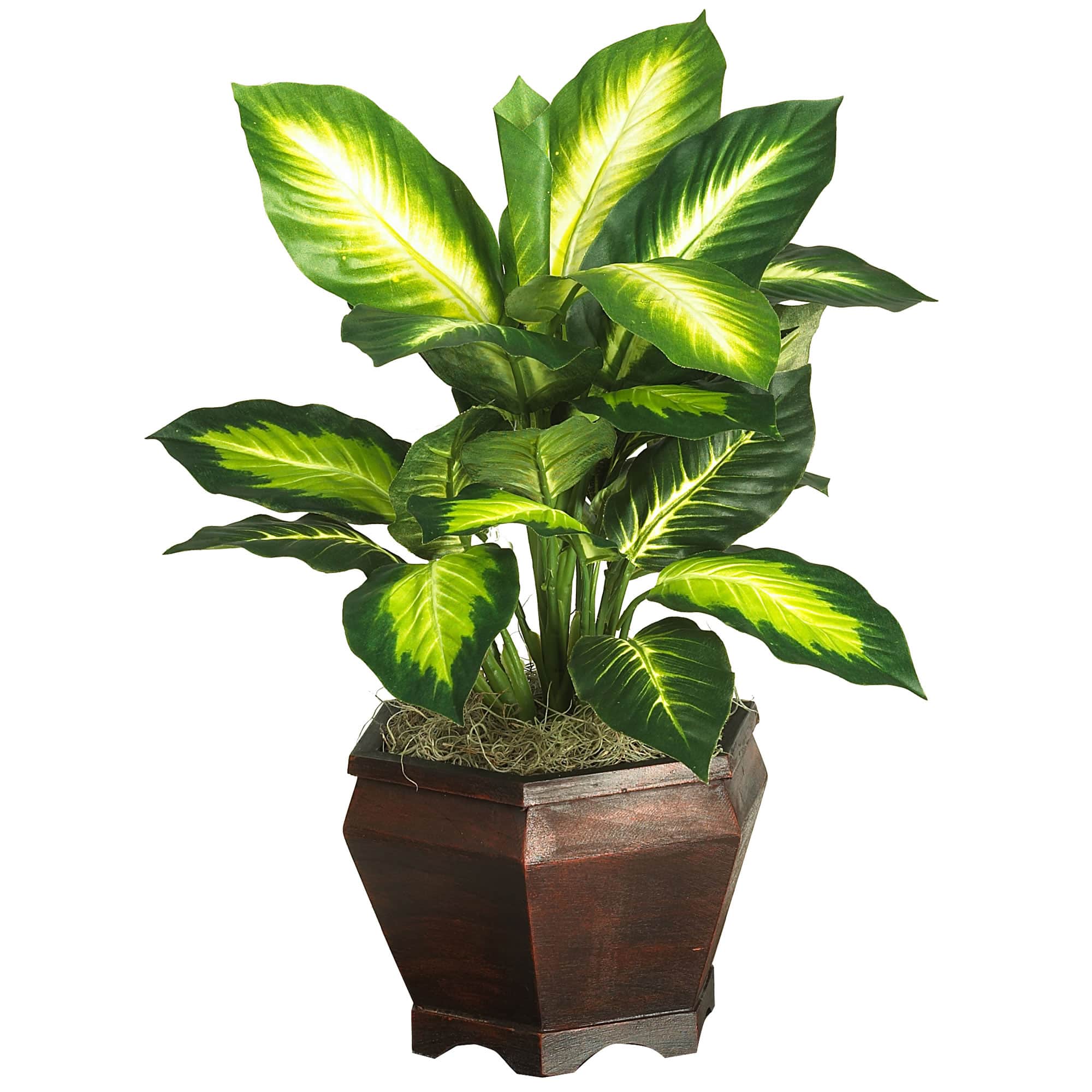 20.5&#x22; Golden Dieffenbachia Tree In Wood Vase