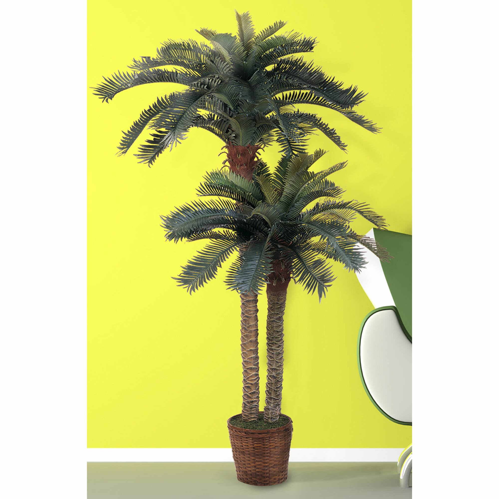 6ft. Sago Palm Double Tree in Wicker Basket Pot