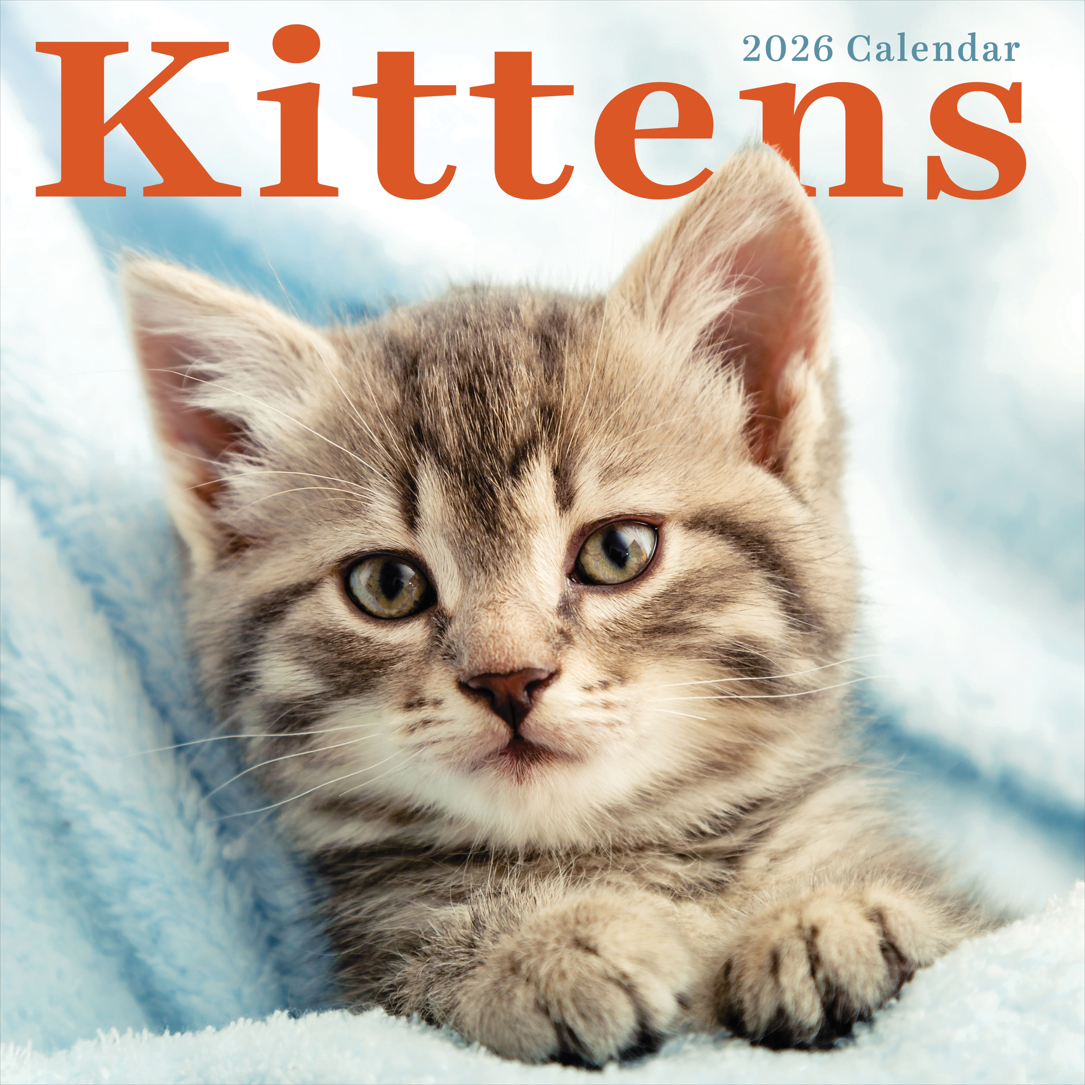 2026 Kittens Wall Calendar