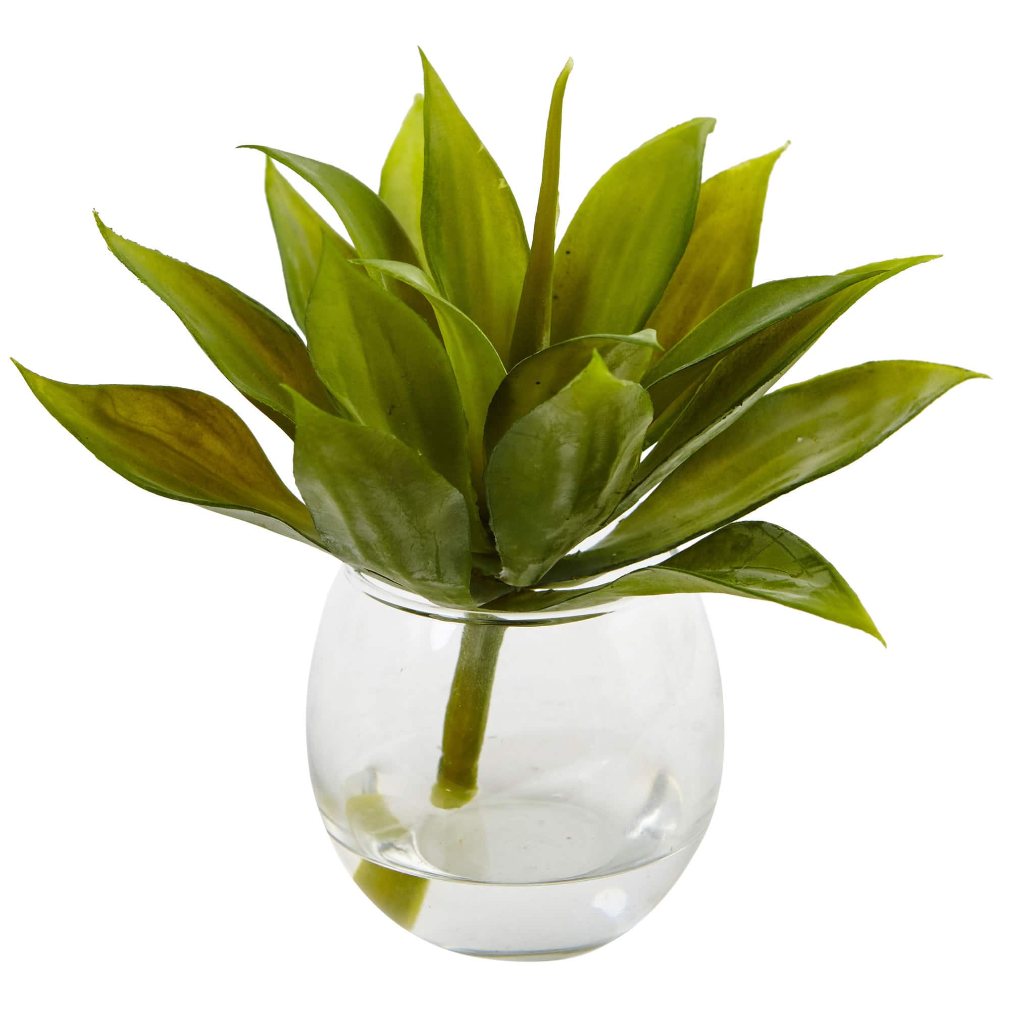 5.75" Mini Agave Succulent in Glass Vase, 3ct.
