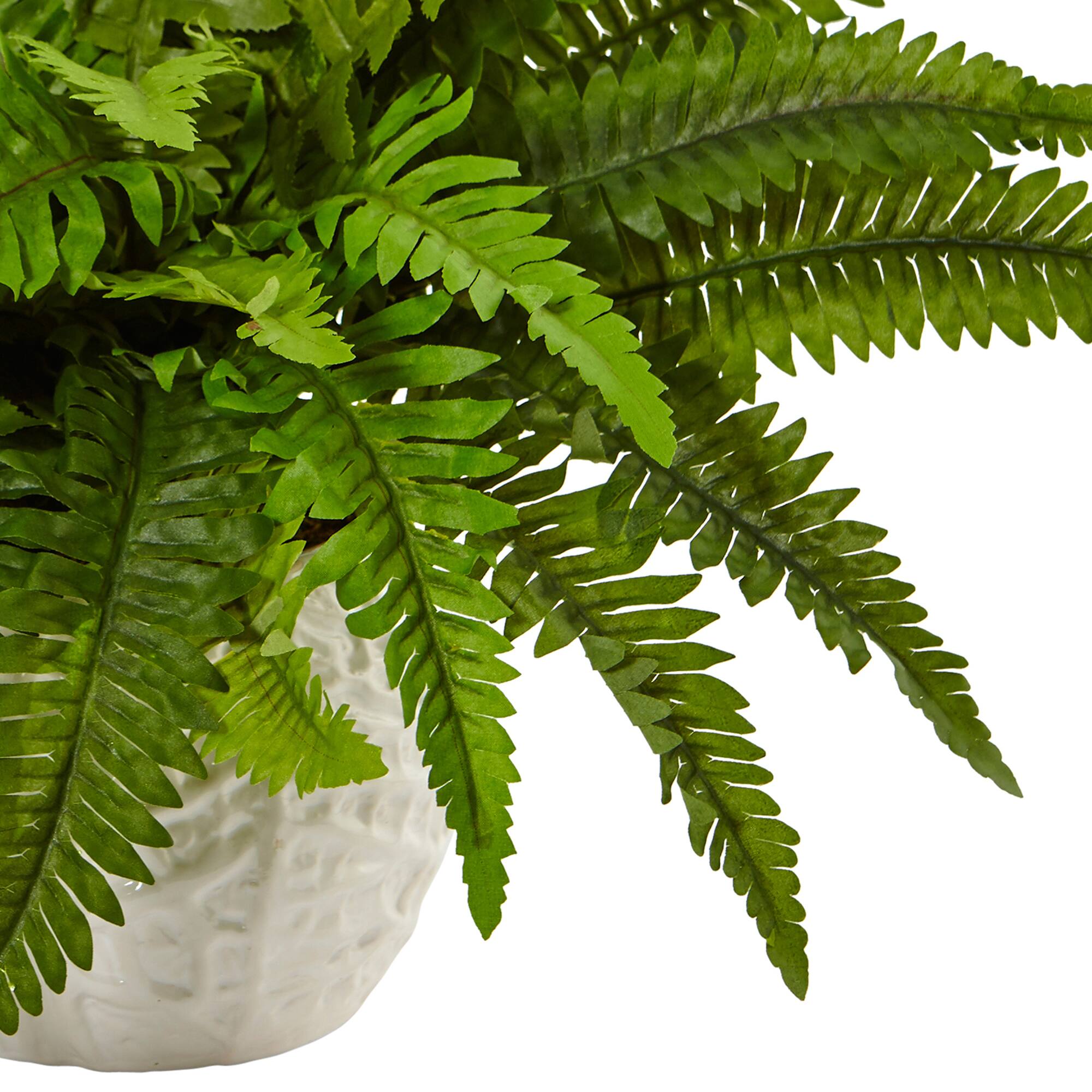 14&#x22; Boston Fern In White Planter