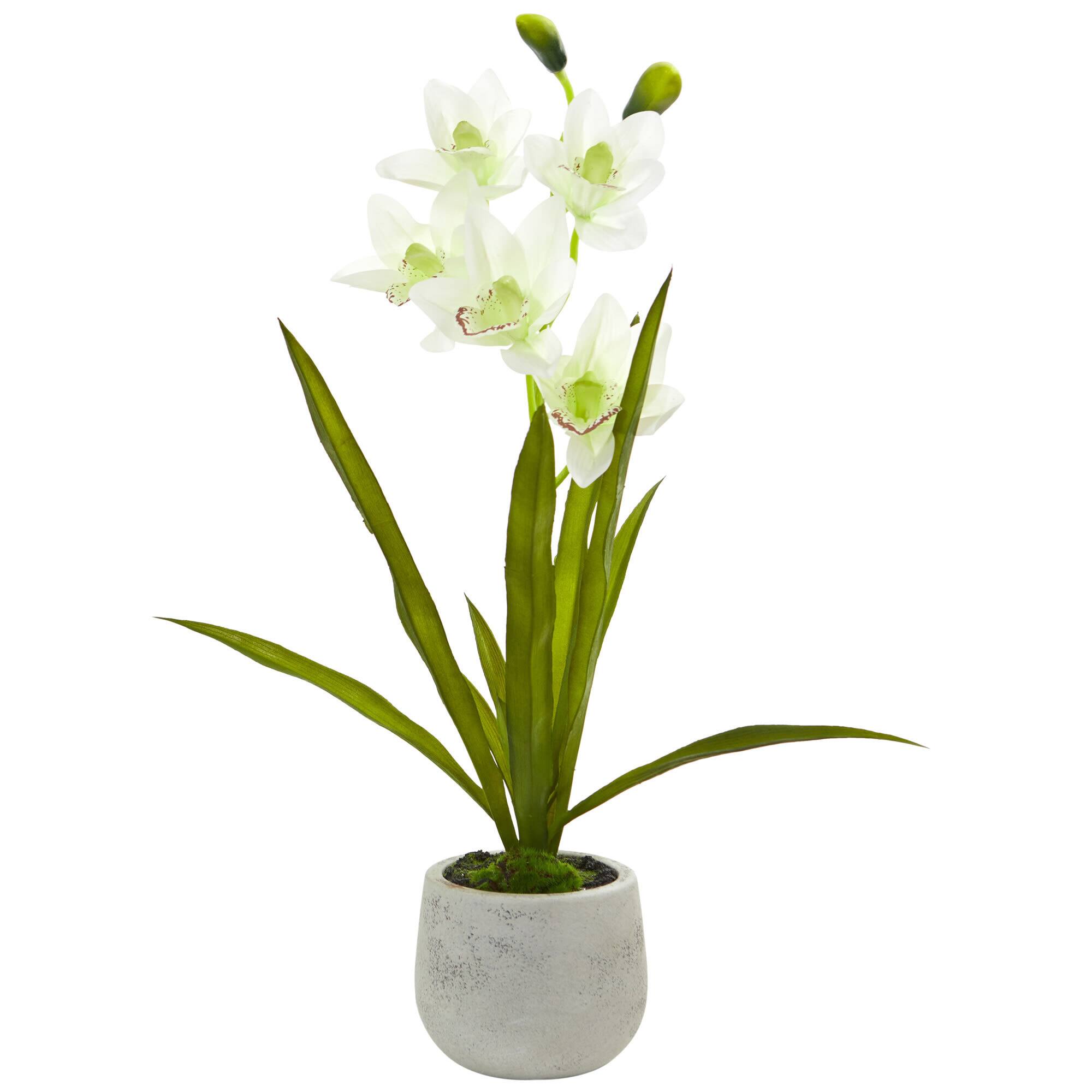 22" White Cymbidium Orchid Arrangement in Cement Pot