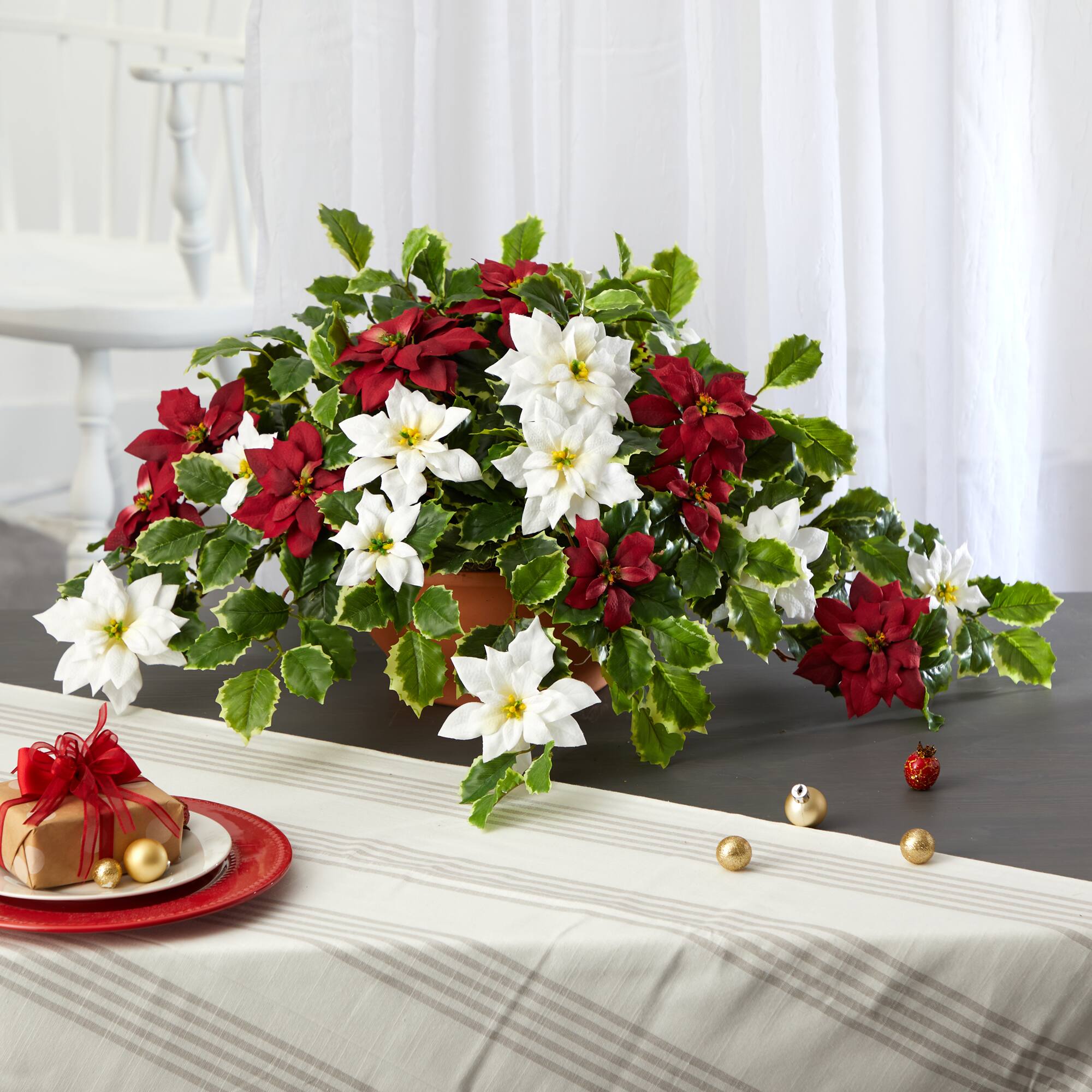 13" Poinsettia & Variegated Holly Plant in Terracotta Planter