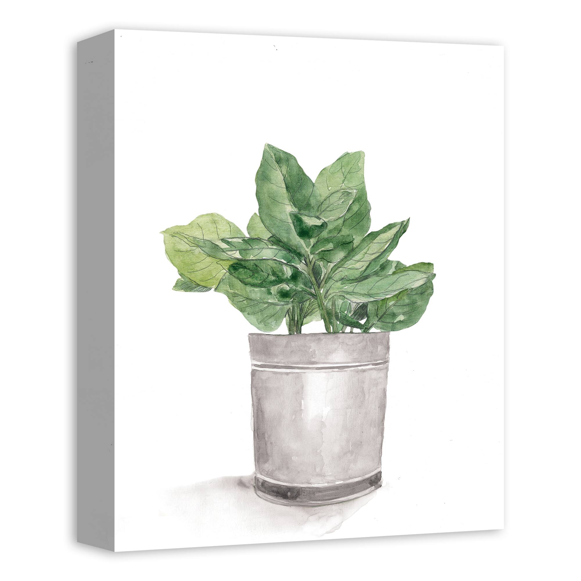 Bucket of Basil  11" x 14" Canvas Wall Art