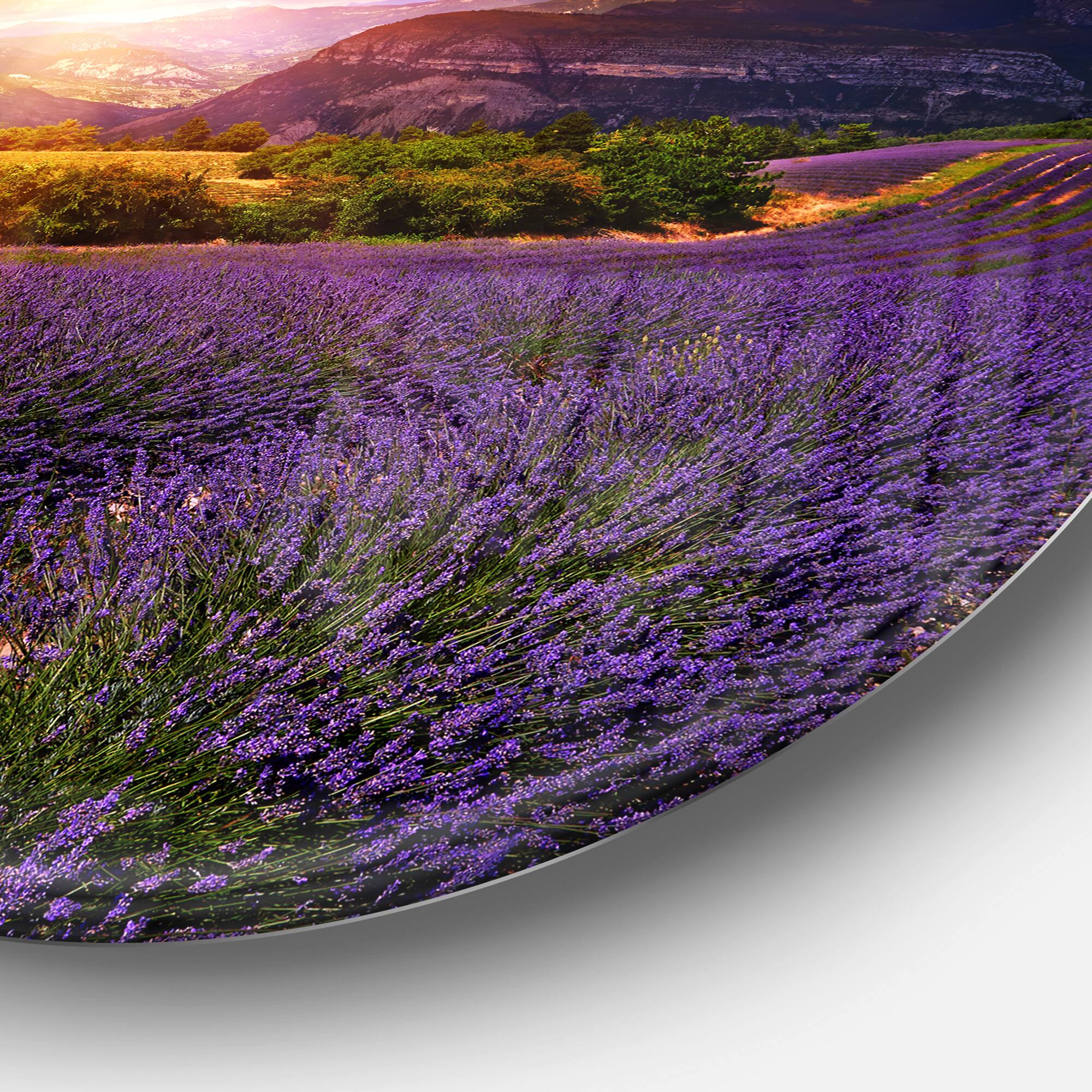Designart - Beautiful Sunset over Lavender Field' Floral Metal Circle Wall Art