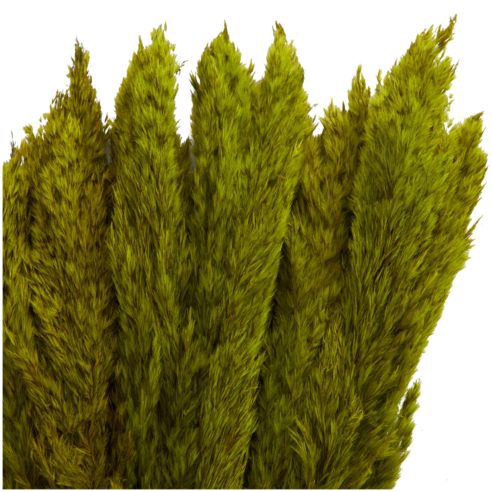 Dried Plant Pampas Natural Foliage with Long Stems