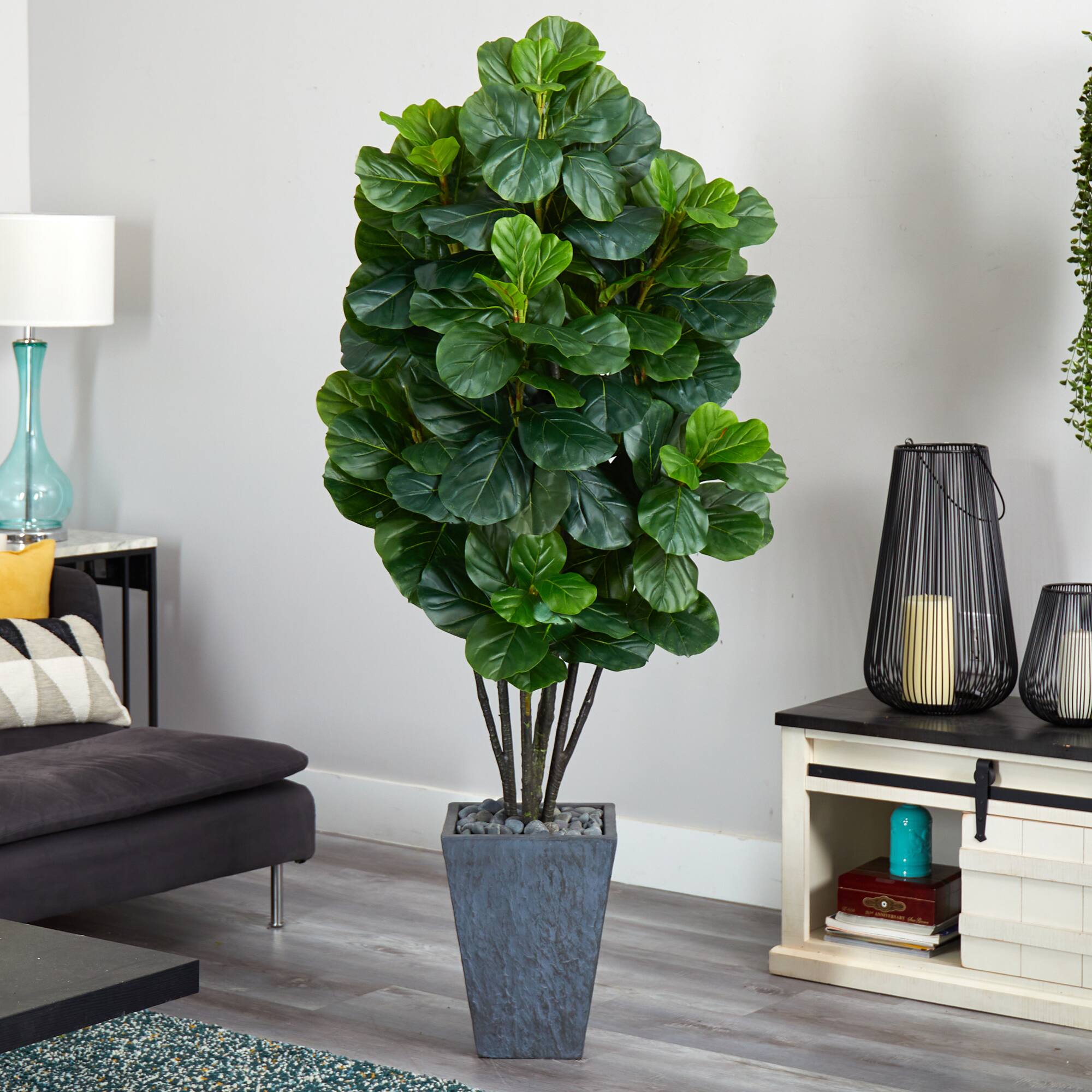6ft. Fiddle Leaf Fig Tree in Slate Planter