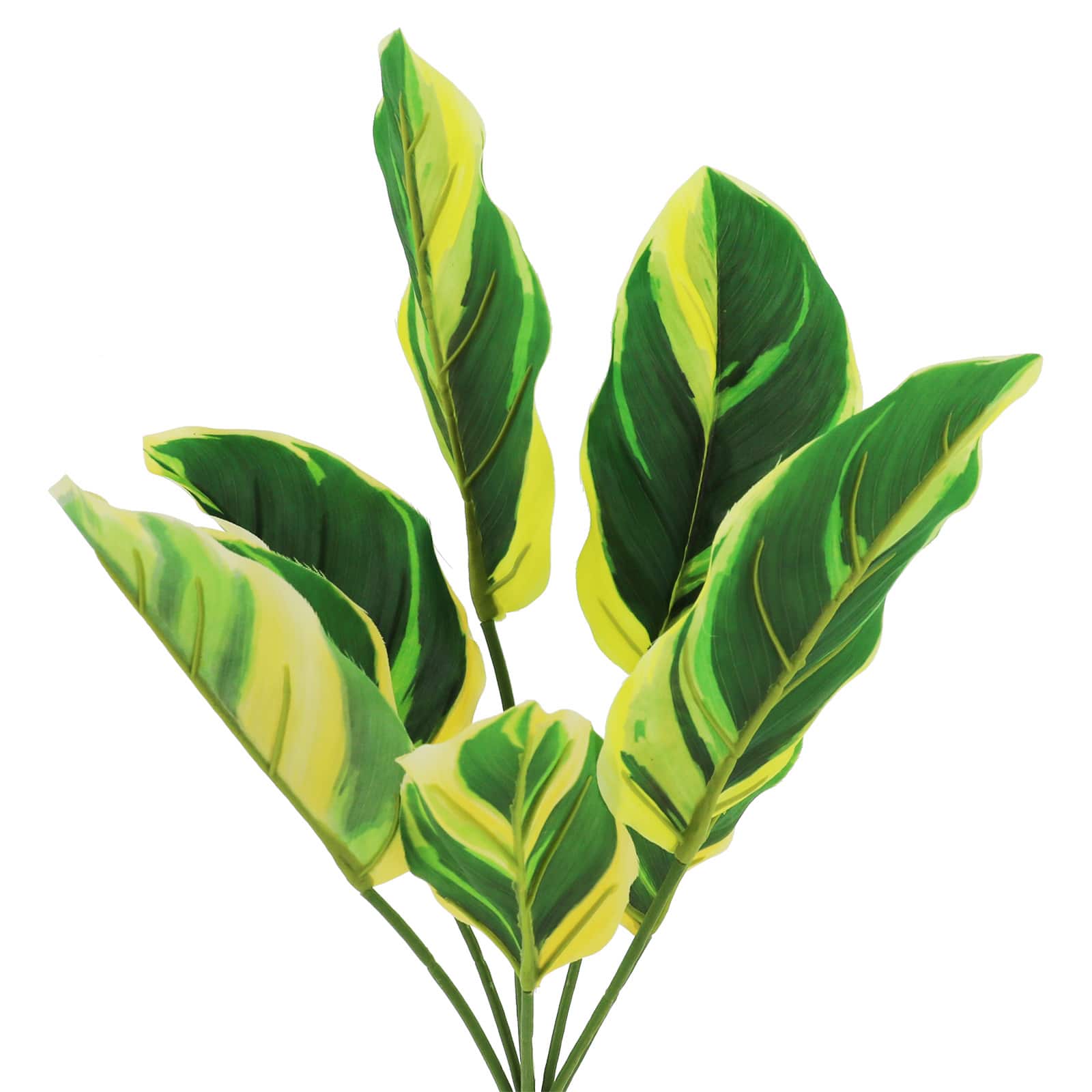 18&#x22; Calathea Pilosa Bush by Ashland&#xAE;