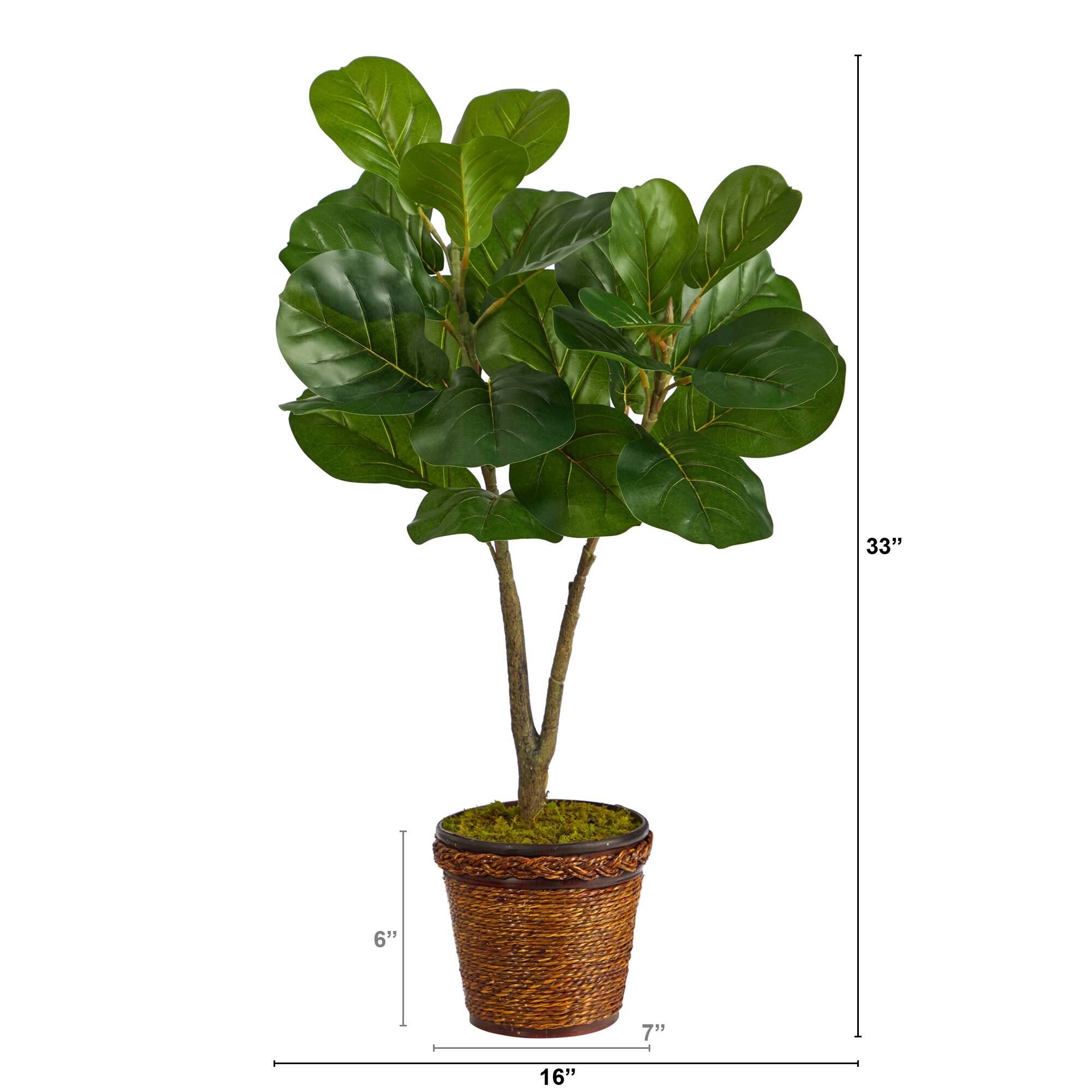 2.7ft. Fiddle Leaf Fig Tree in Basket