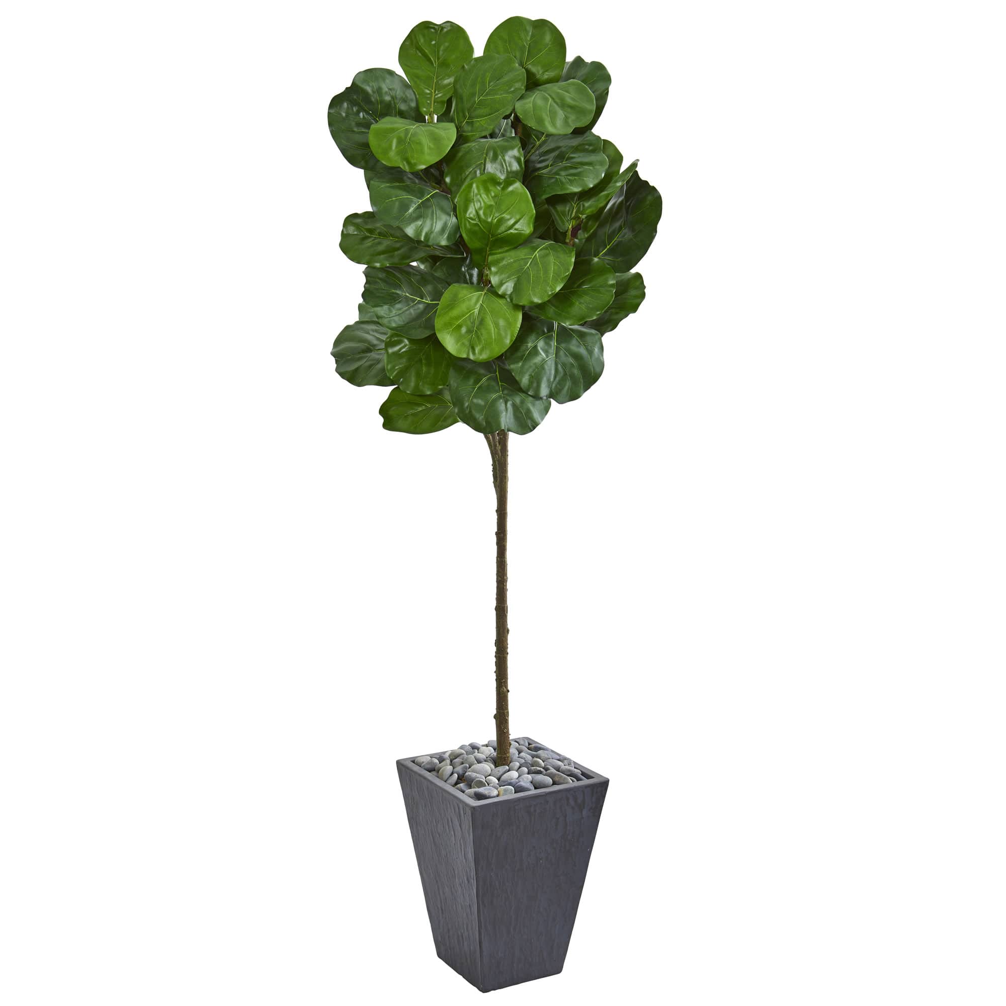 6ft. Fiddle Leaf Tree in Slate Finished Planter