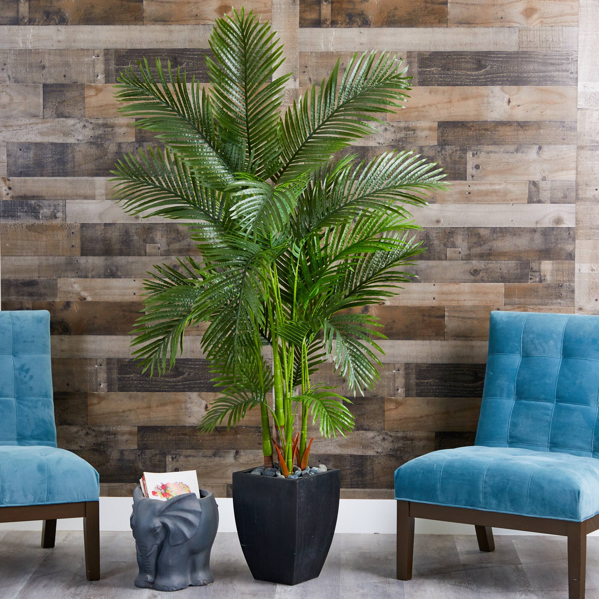 5.5ft. Areca Palm Tree in Black Planter