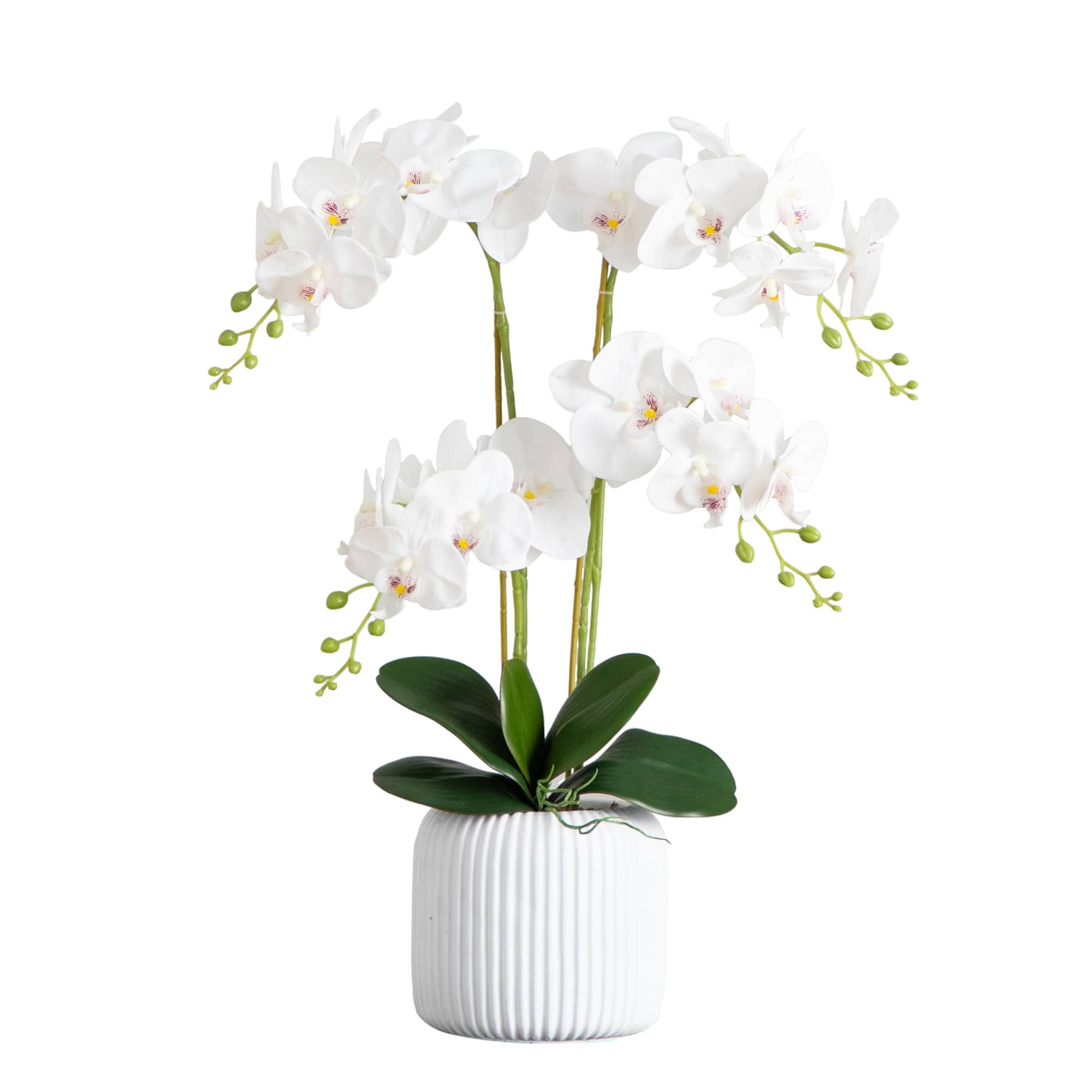 2ft. Orchid Arrangement in Decorative Ceramic Vase