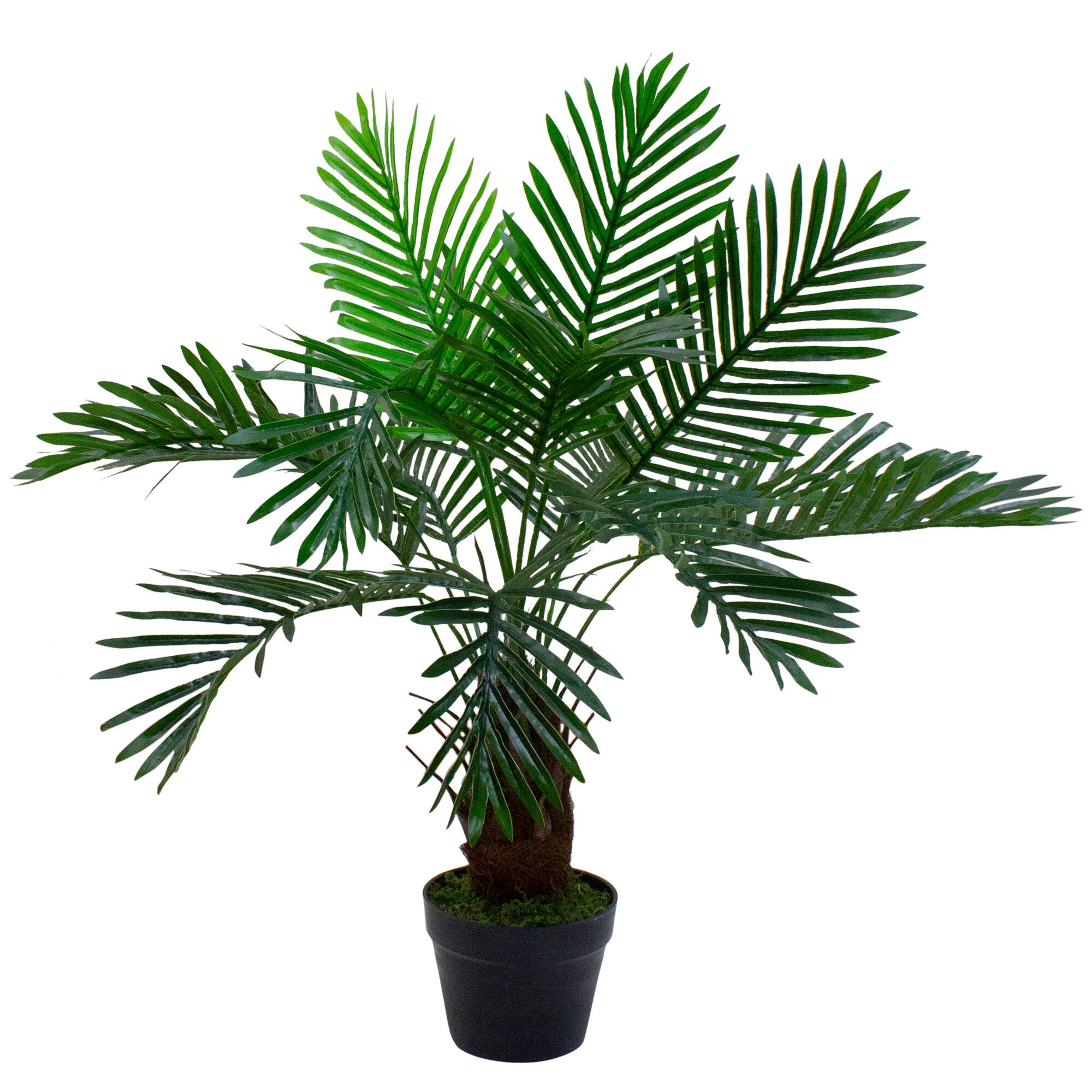3ft. Potted Green Palm Plant
