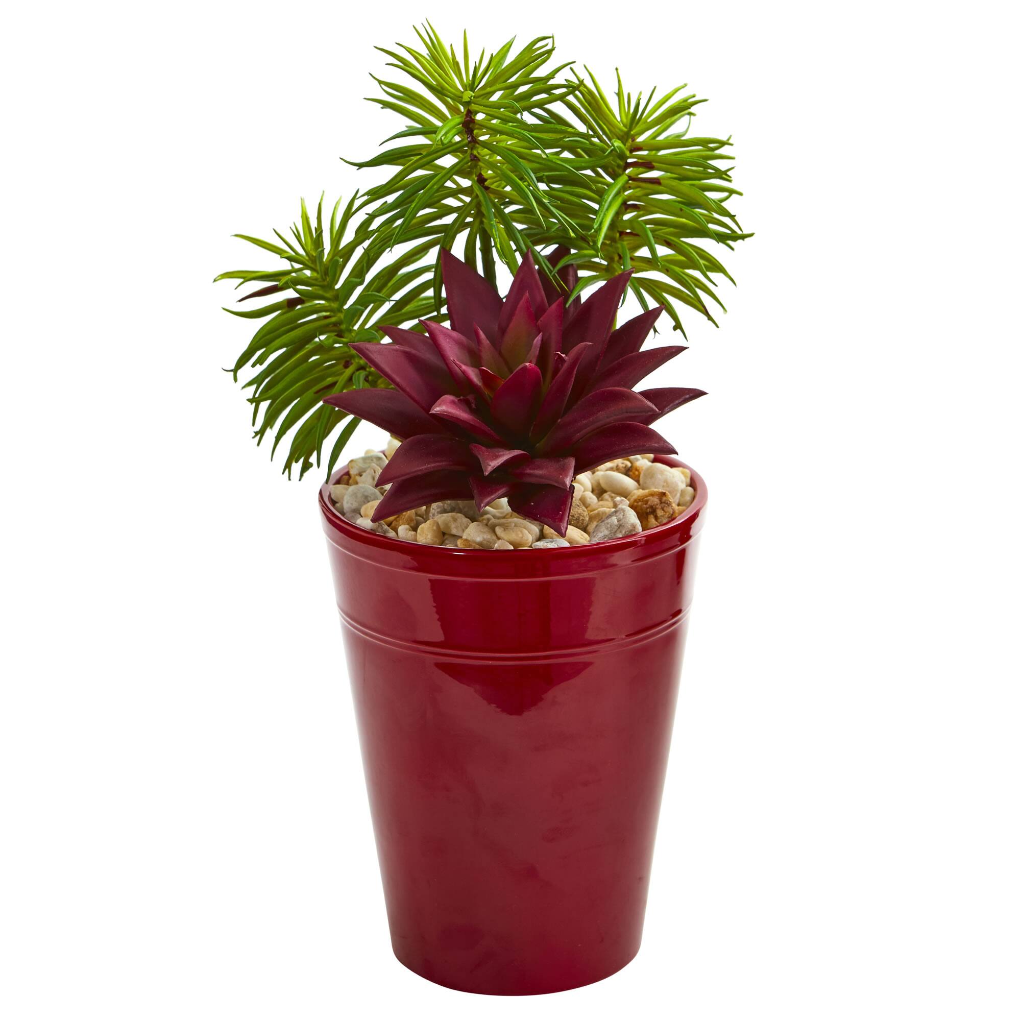 12" Mixed Succulents in Burgundy Vase, 2ct.