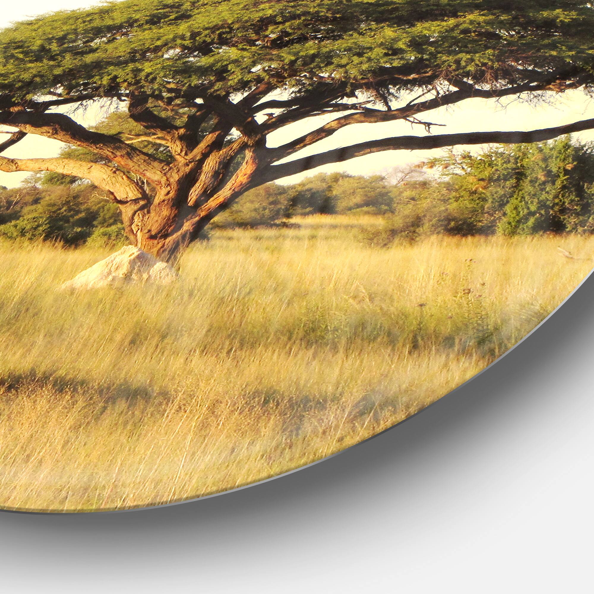 Designart - Acacia Tree on African Plain' Oversized African Landscape Metal Circle Wall Art