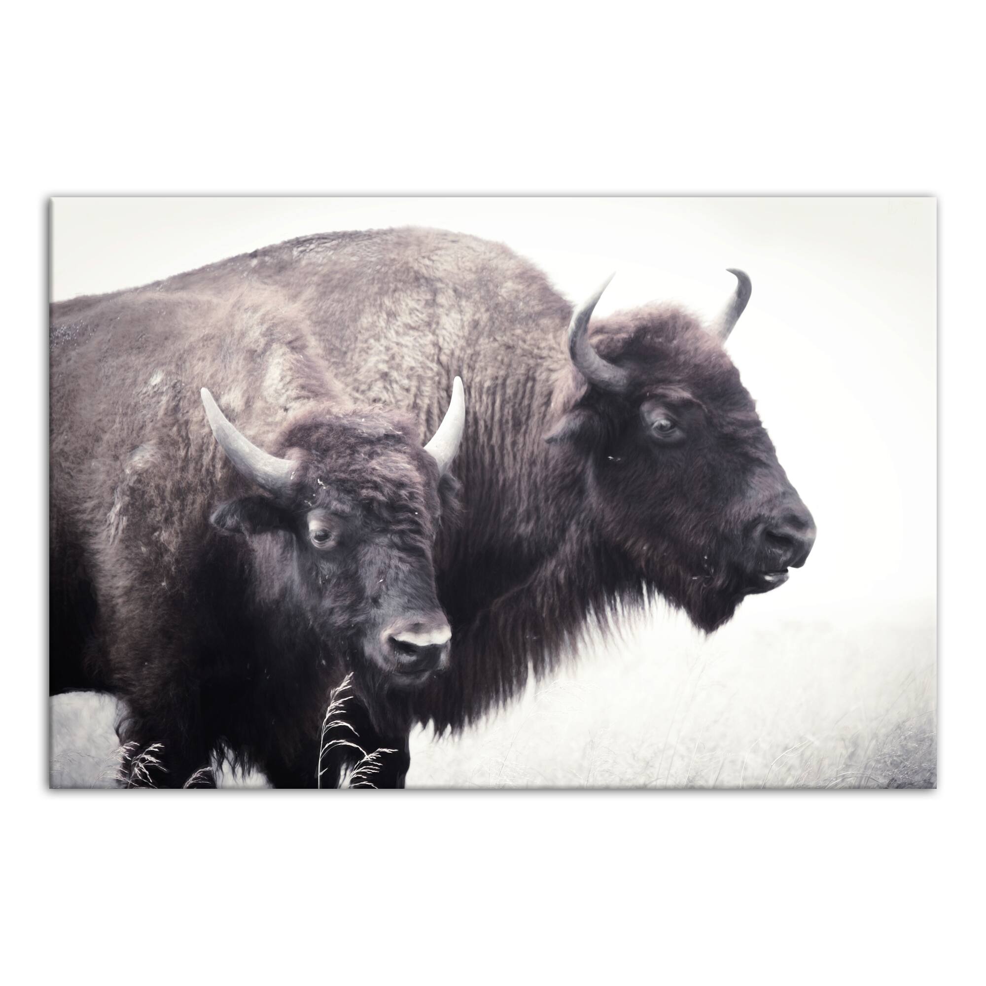 Two Bison 20" x 30" Canvas Wall Art