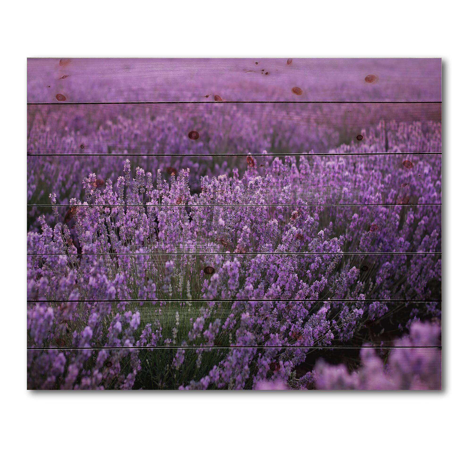 Designart - Blooming Purple Lavender Field - Farmhouse Print on Natural Pine Wood