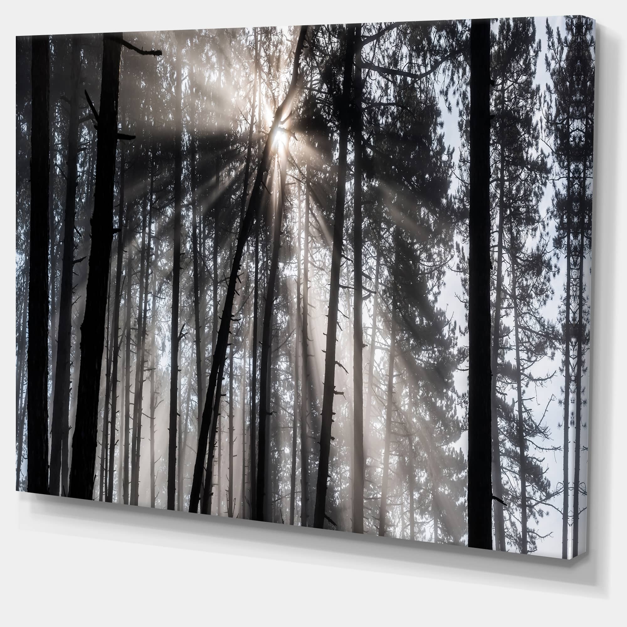 Designart - Sunbeams through Black White Forest - Forest Canvas Wall Art Print