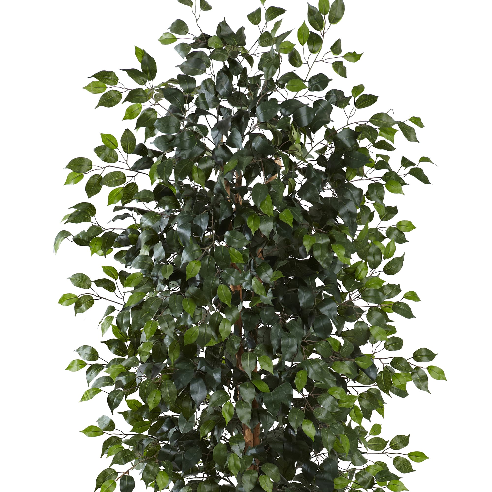 8ft. Potted Ficus Tree