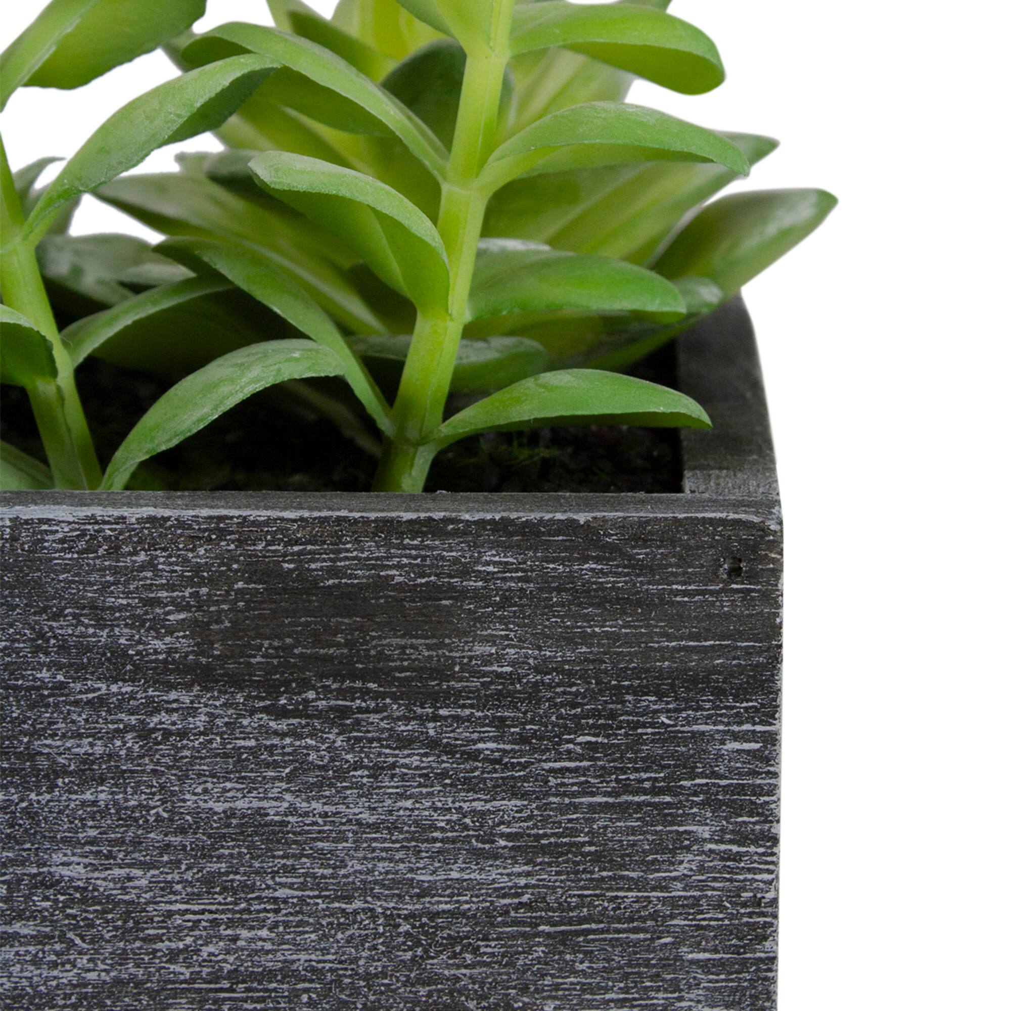 23&#x22; Mixed Succulent Plants in Rectangular Planter