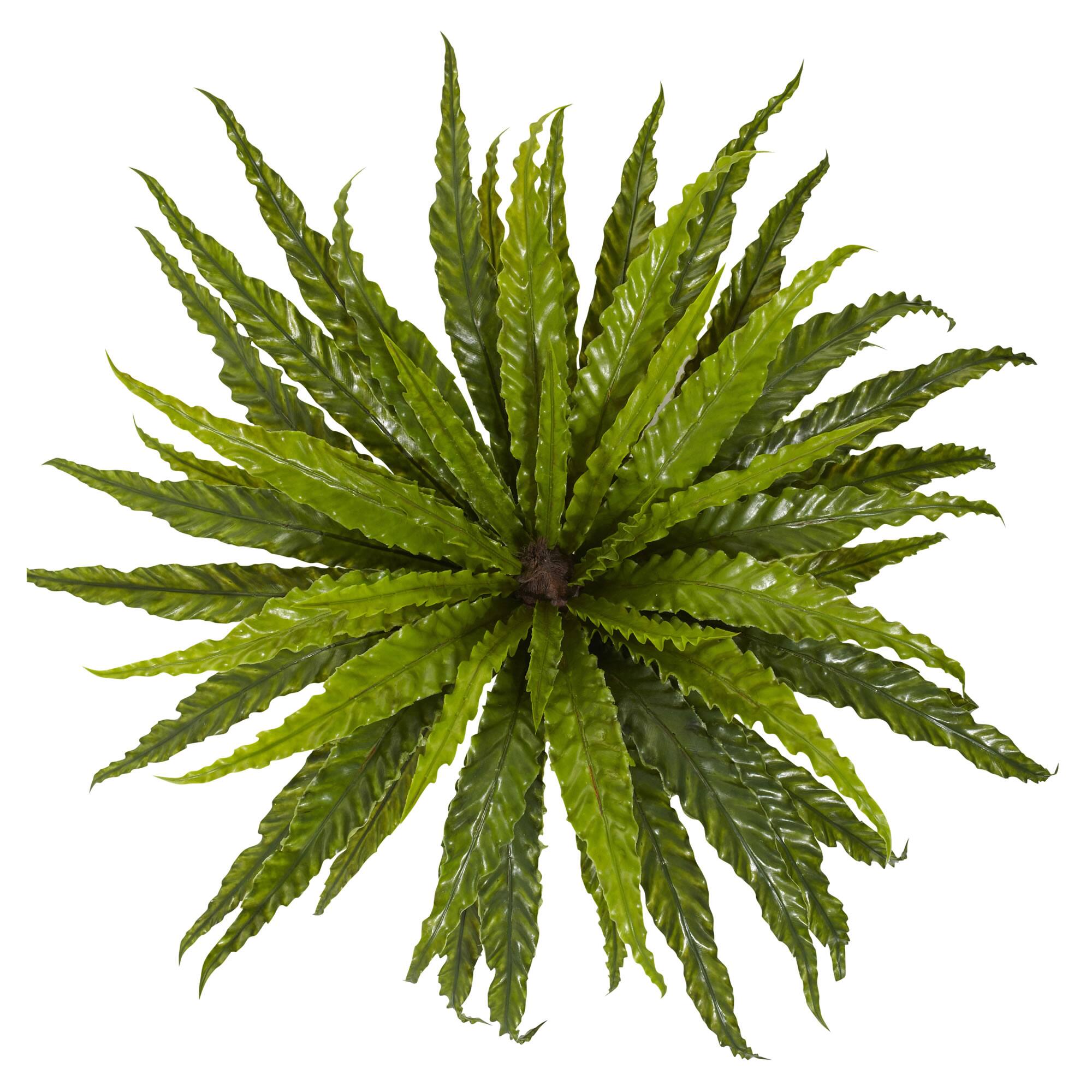 Asplenium Bush, 2ct.