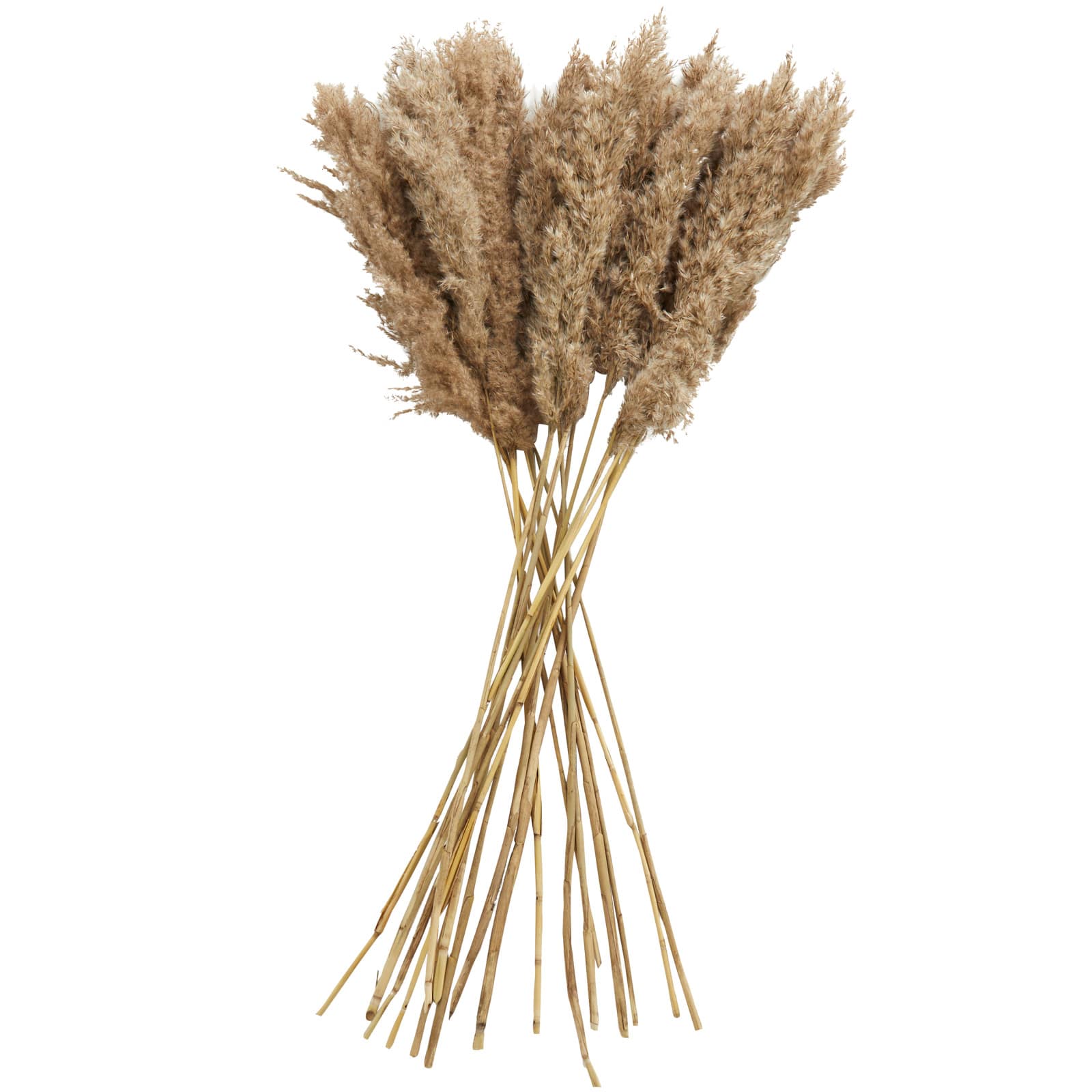 Dried Plant Pampas Natural Foliage with Long Stems