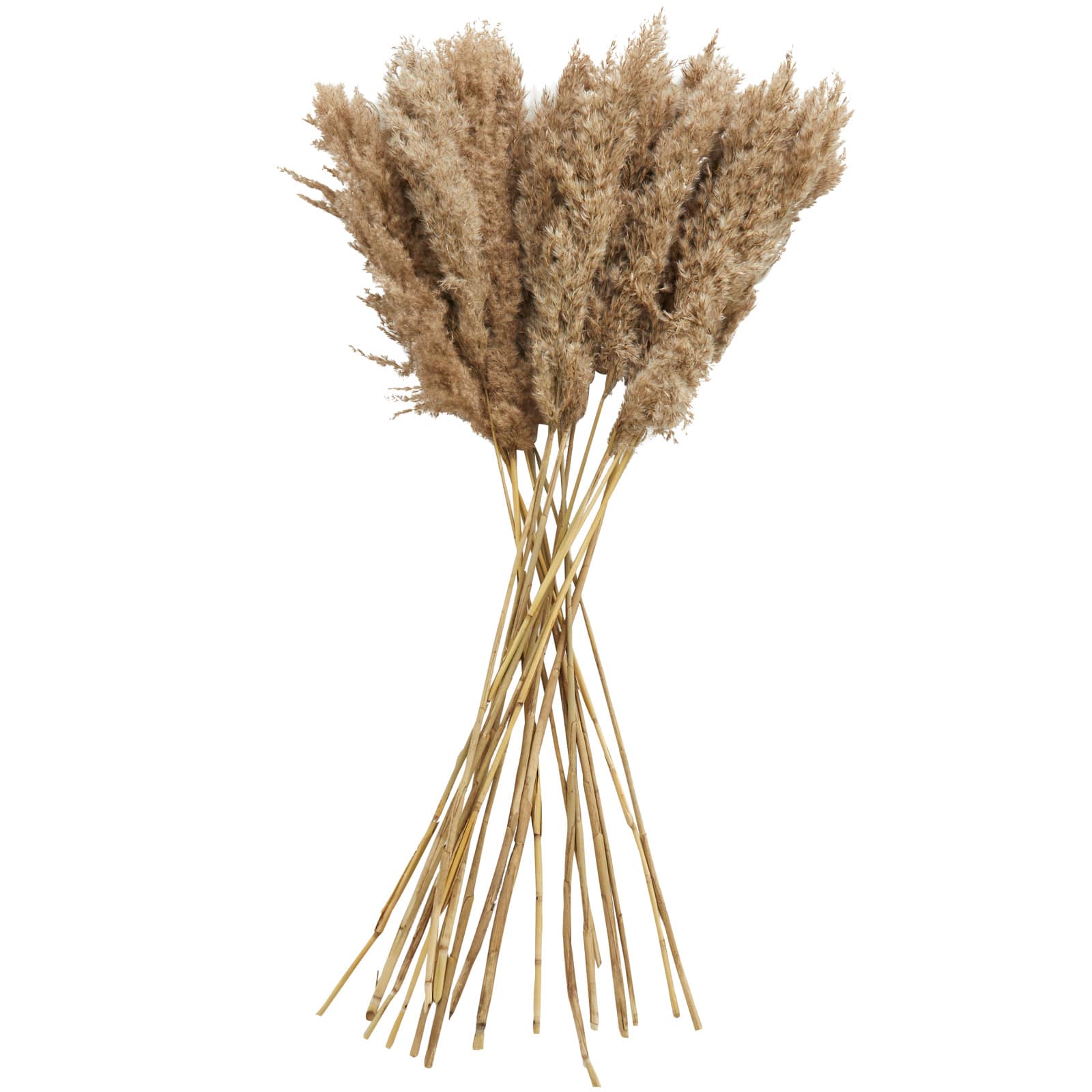 Dried Plant Pampas Natural Foliage with Long Stems | Michaels