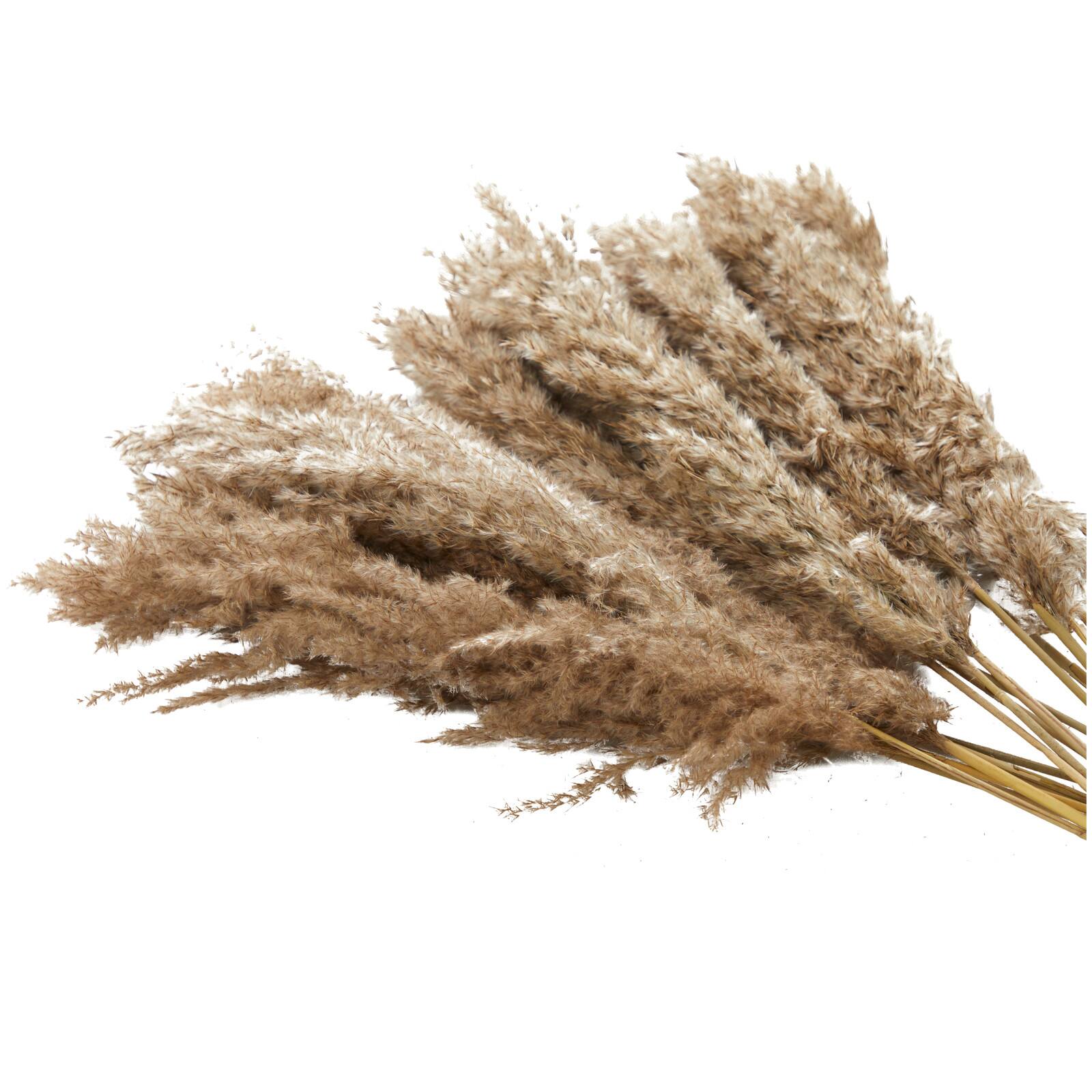 Dried Plant Pampas Natural Foliage with Long Stems