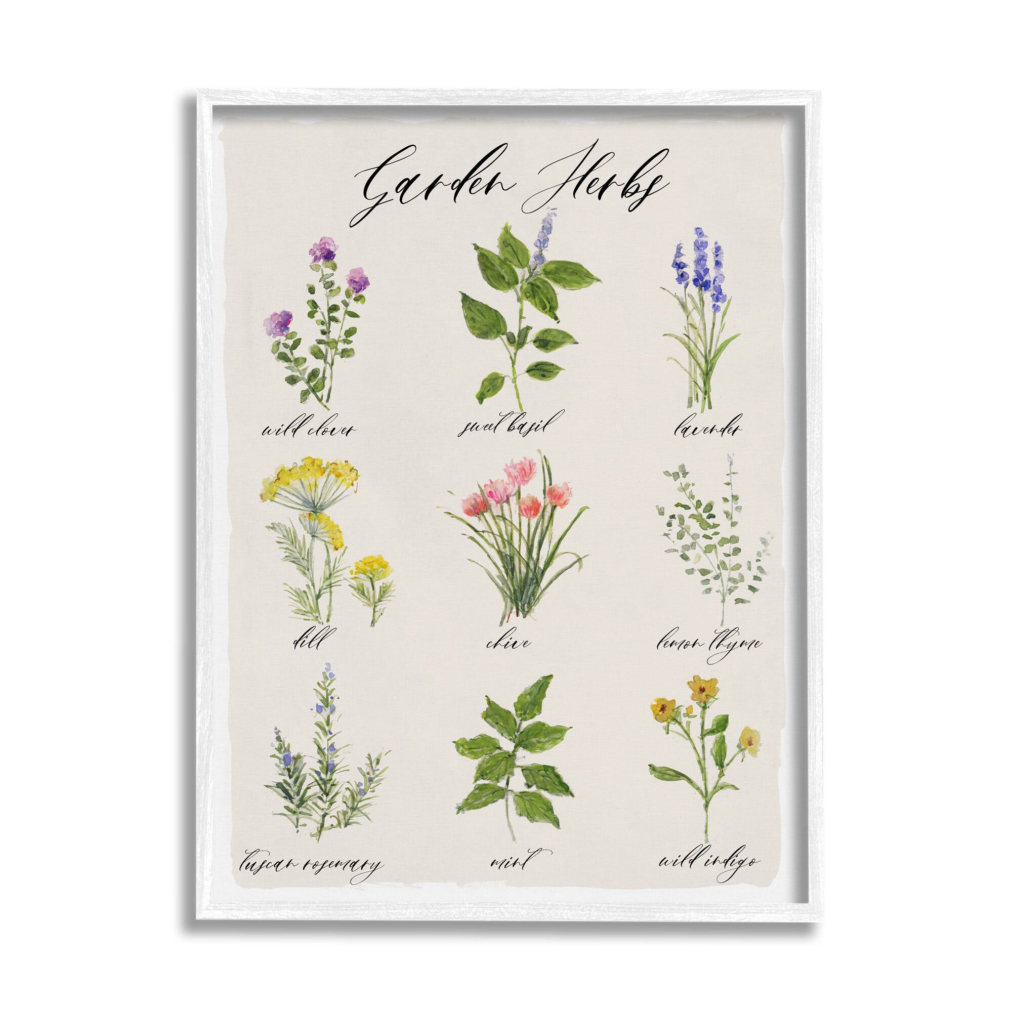 Stupell Industries Garden Herb Illustrated Chart Natural Kitchen Seasoning Framed Wall Art