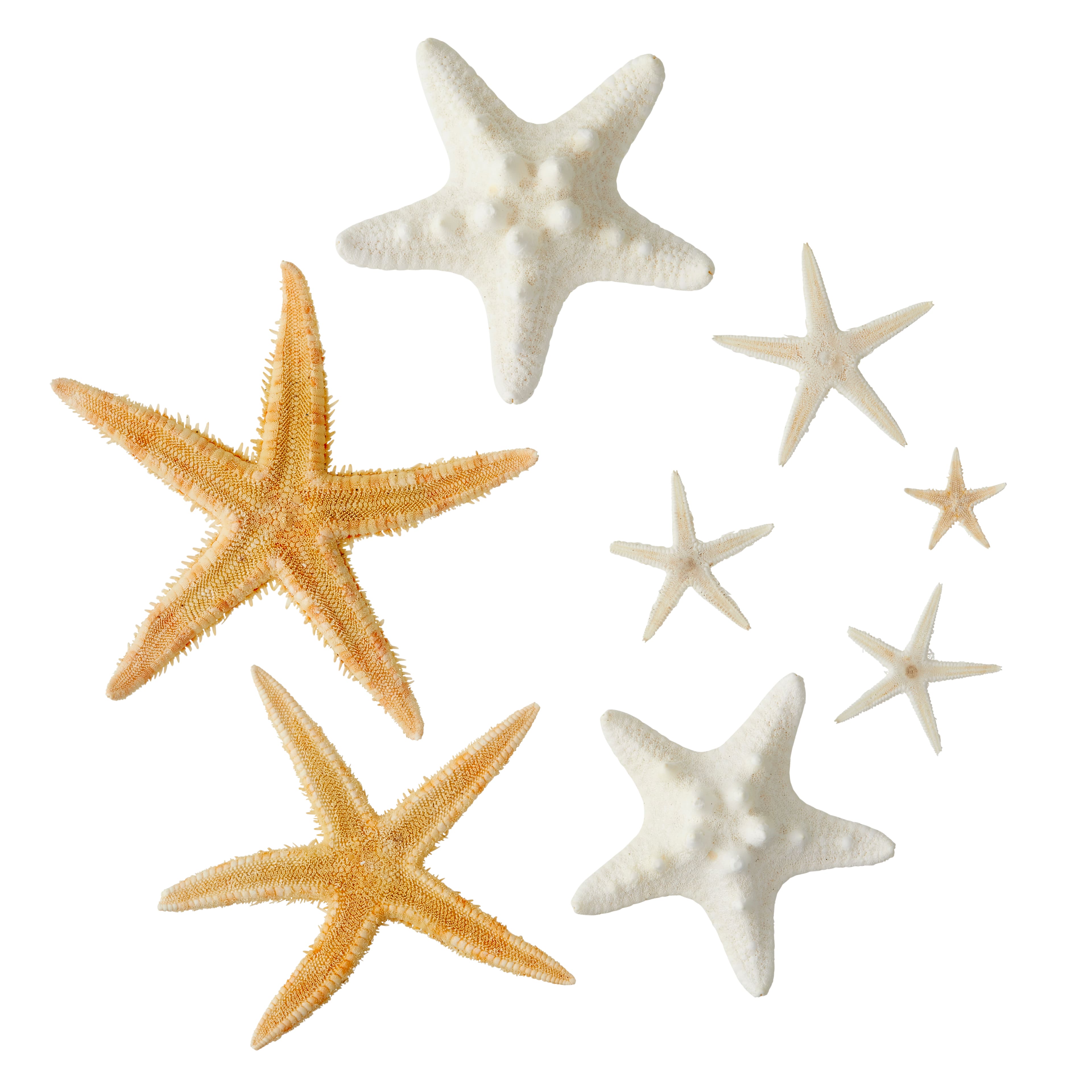 U.S. Shell Starfish Mix