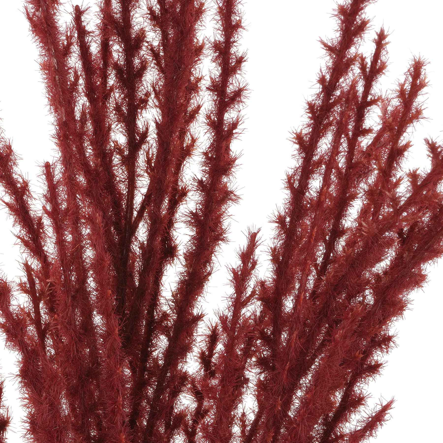 12 Pack: 31" Burgundy Pampas Grass Stem by Ashland®