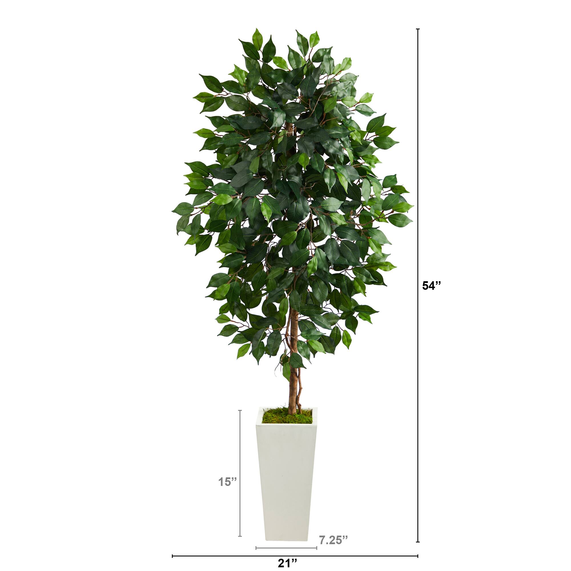 4.5ft. Ficus Tree in White Planter