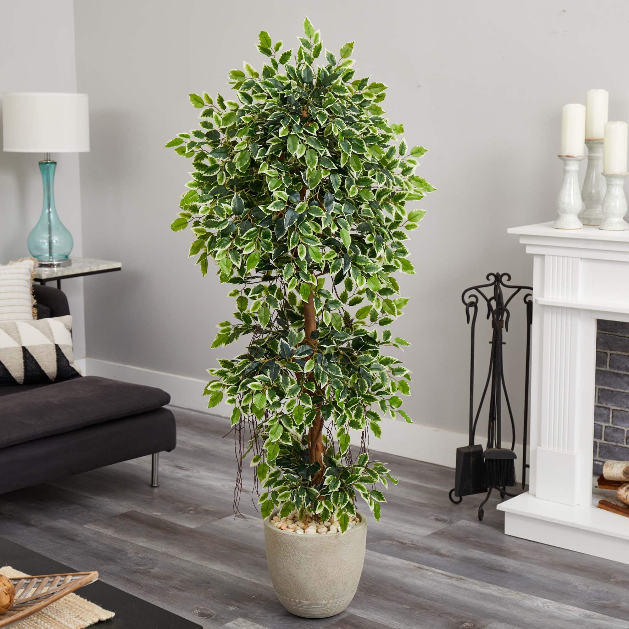 5ft. Ficus Tree in Sandstone Planter
