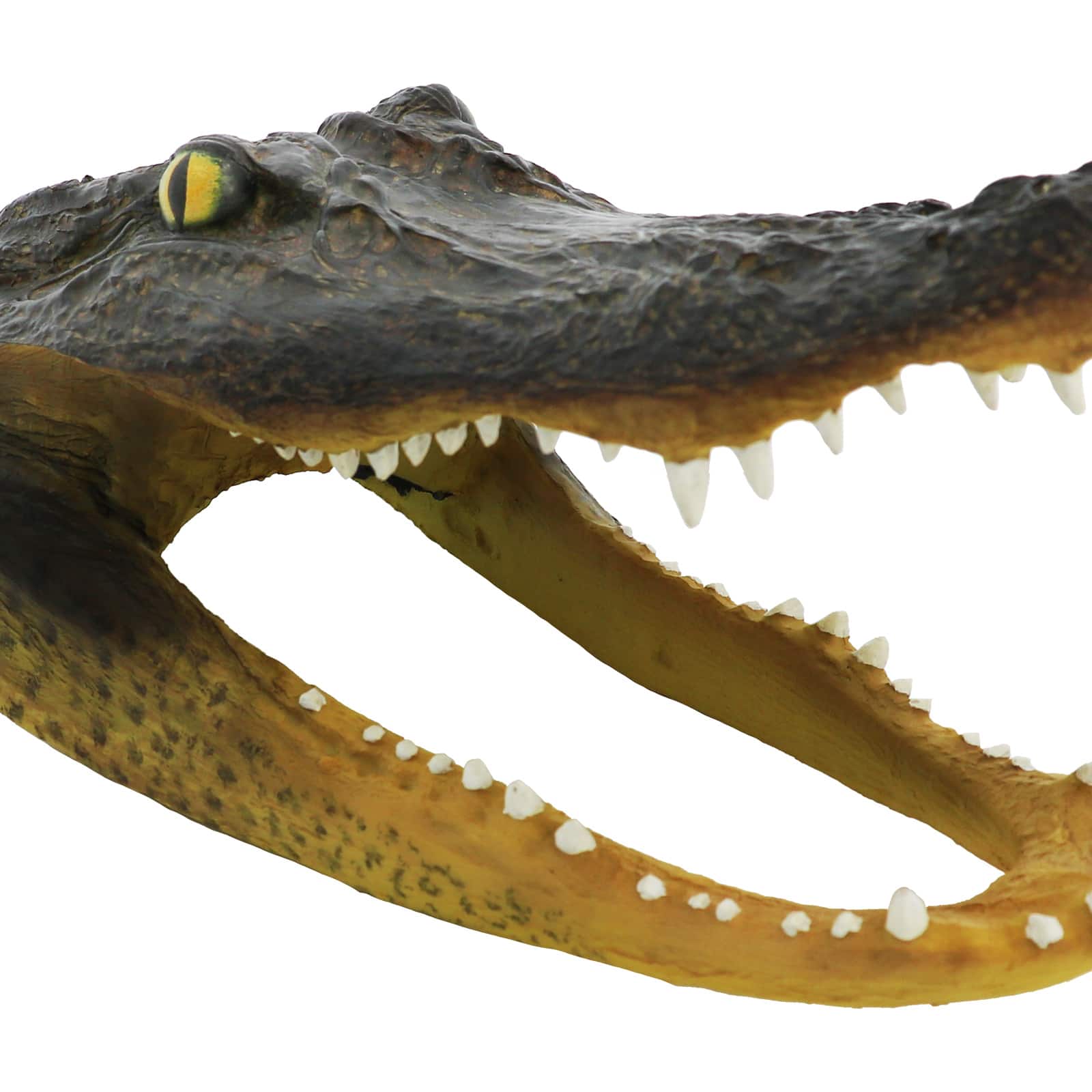 10.5" Alligator Head Tabletop Accent by Ashland®