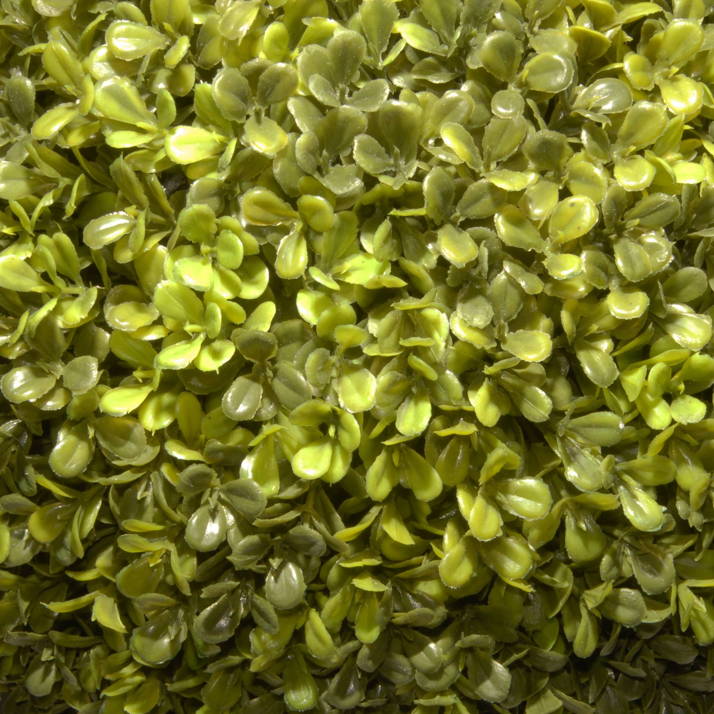 4ft. Potted Boxwood Three-Ball Topiary