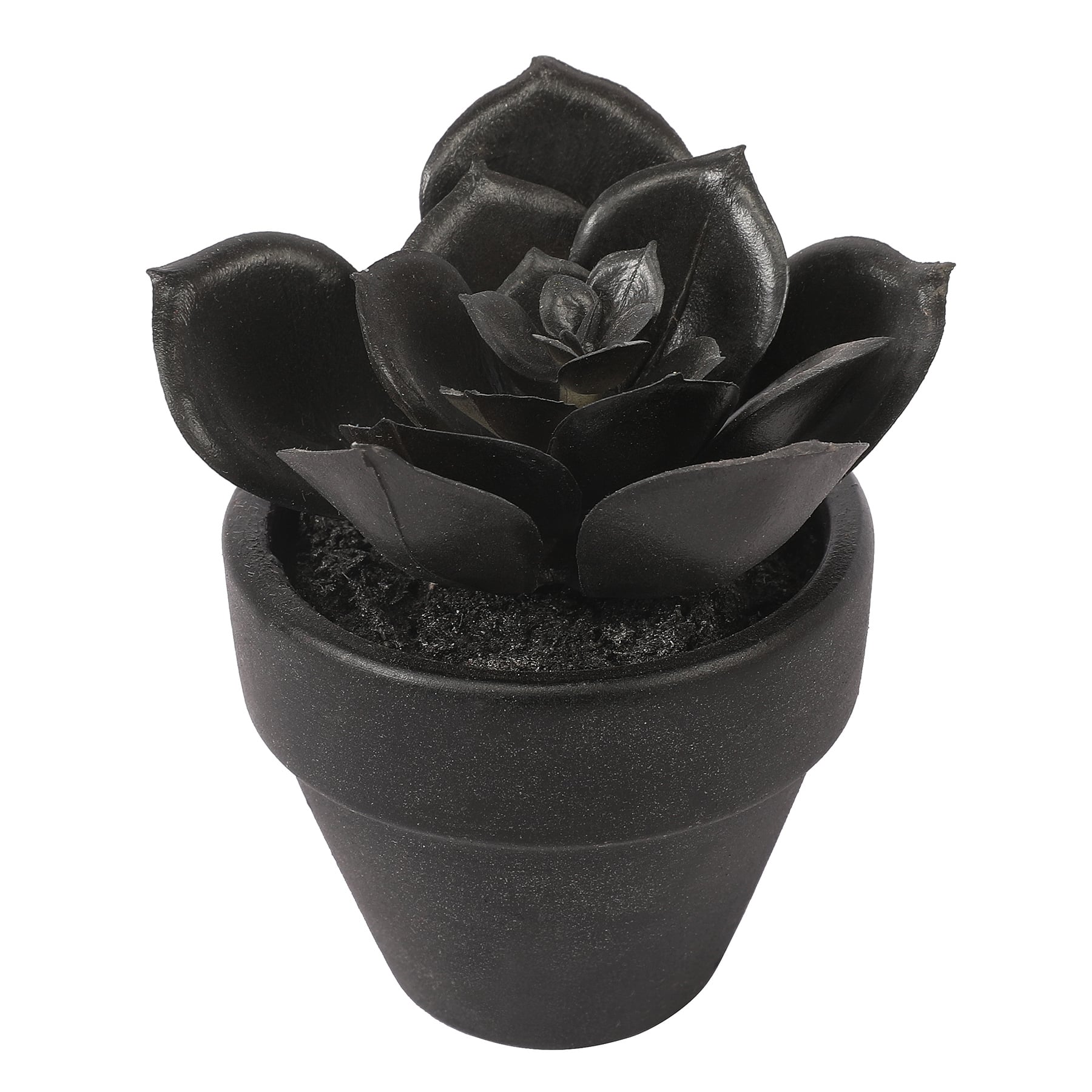 Assorted Mini Potted Succulent by Ashland&#xAE;, 1pc.