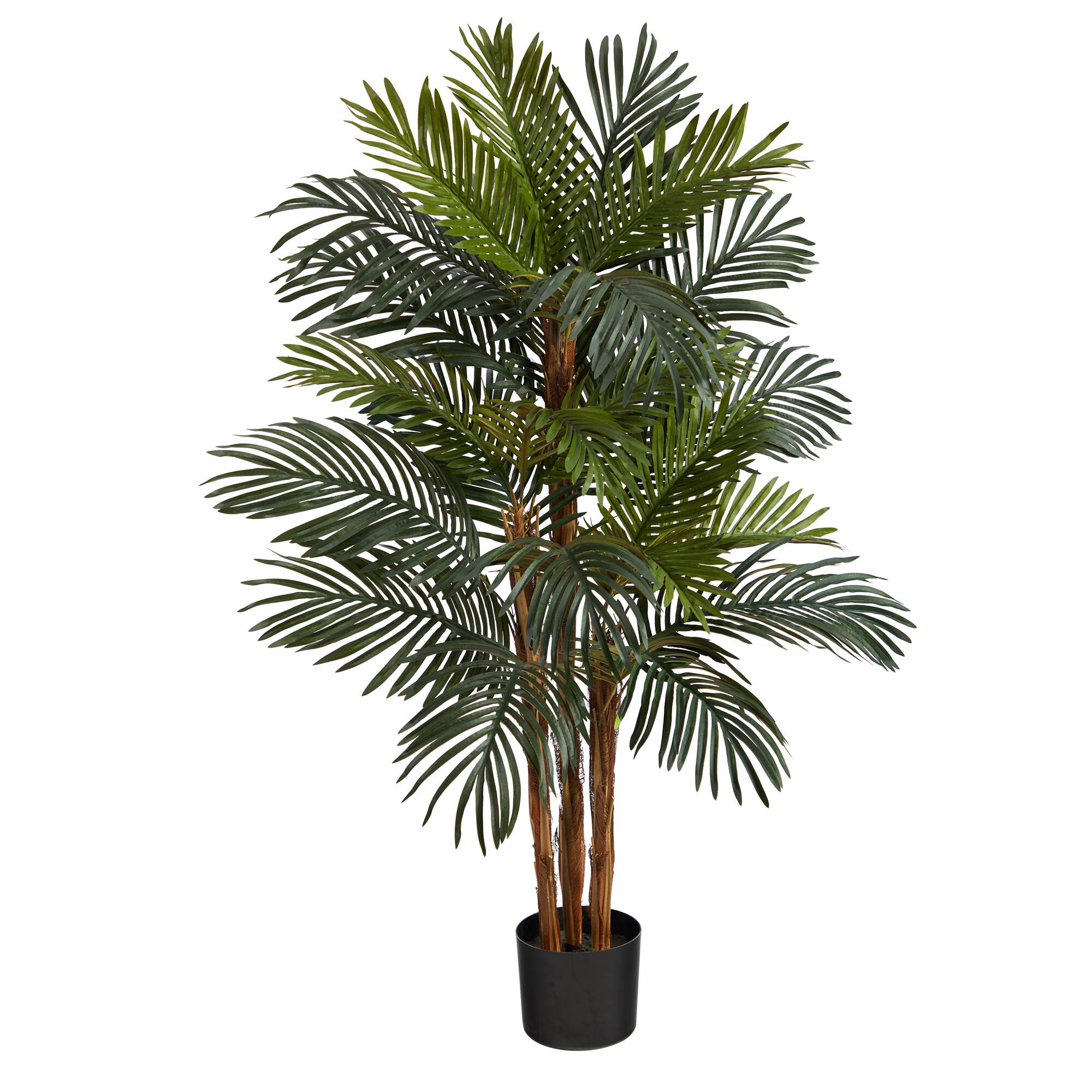 4ft. Potted Date Palm Tree