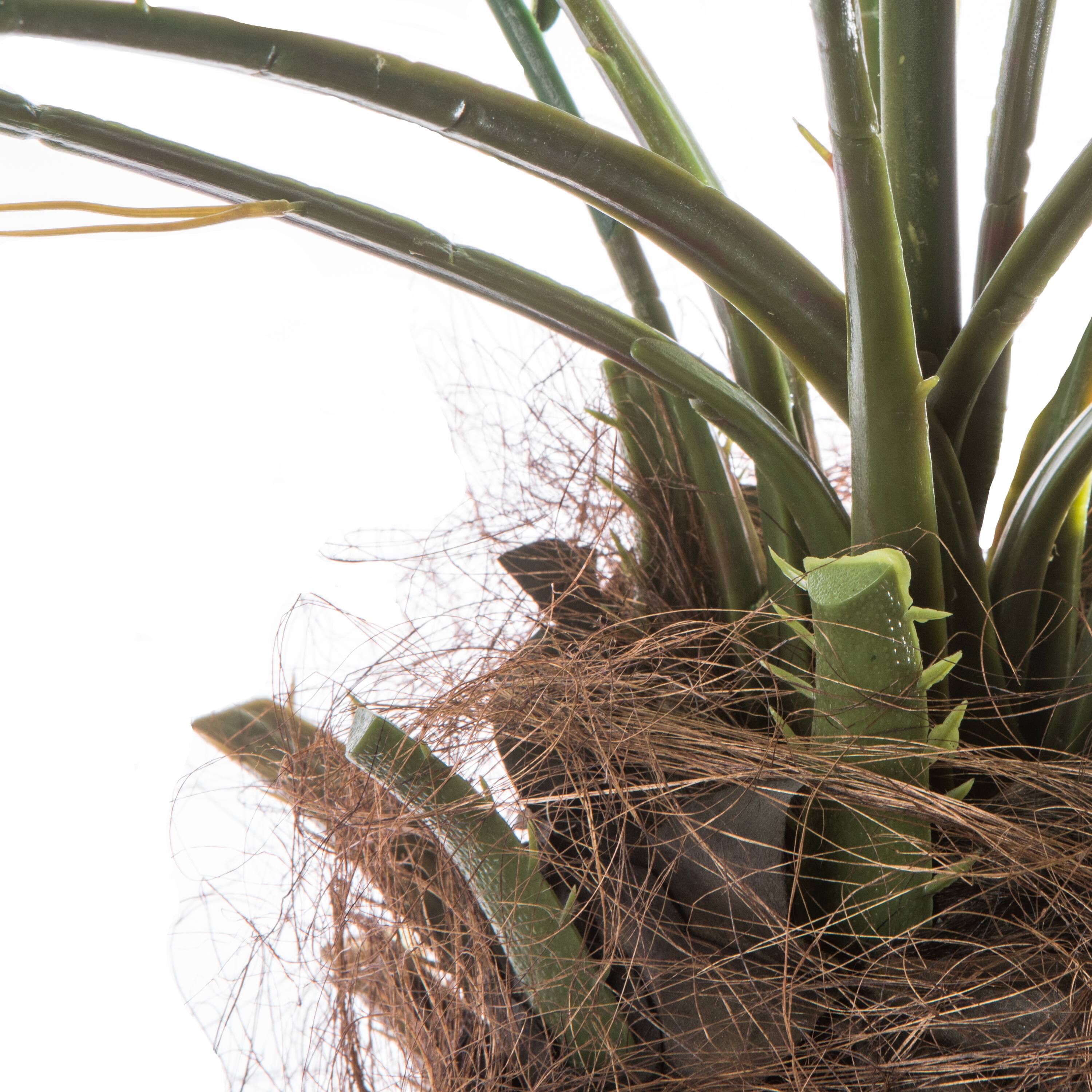 9ft. Potted Phoenix Palm Tree