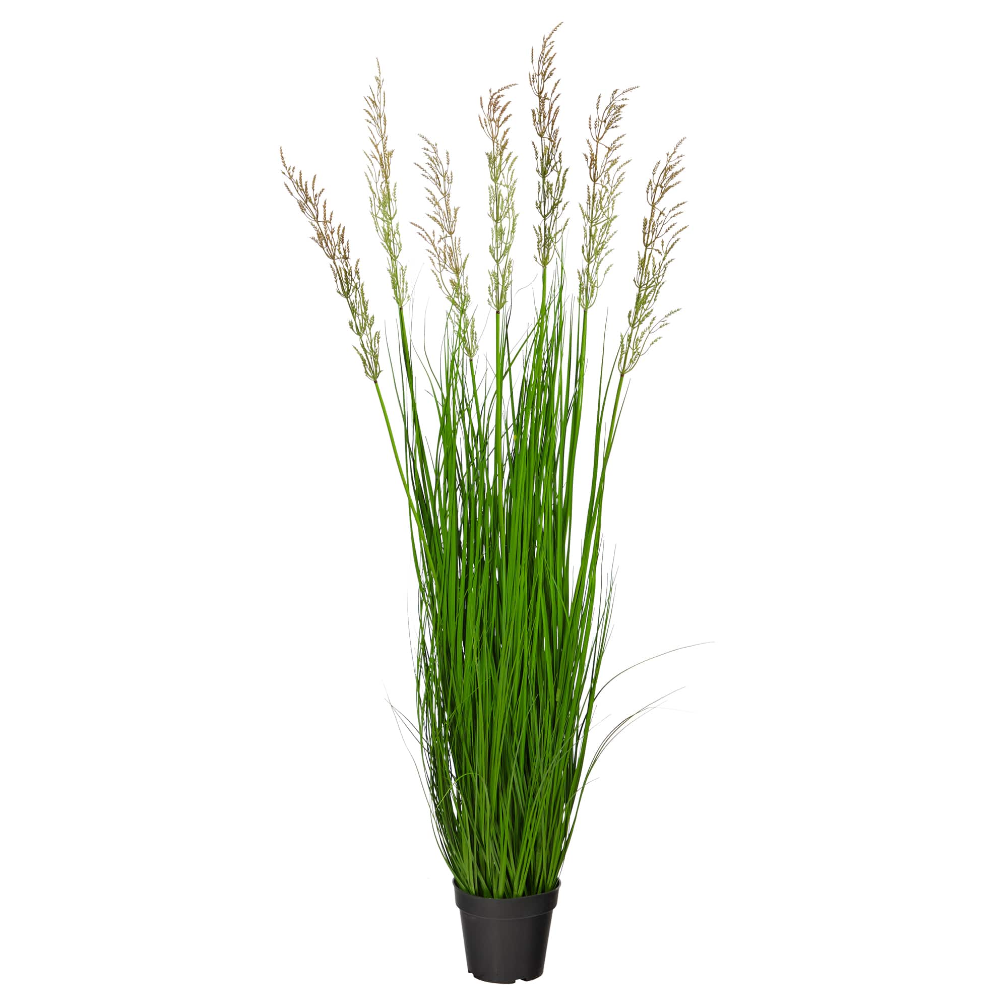 4.5ft. Potted Plume Grass