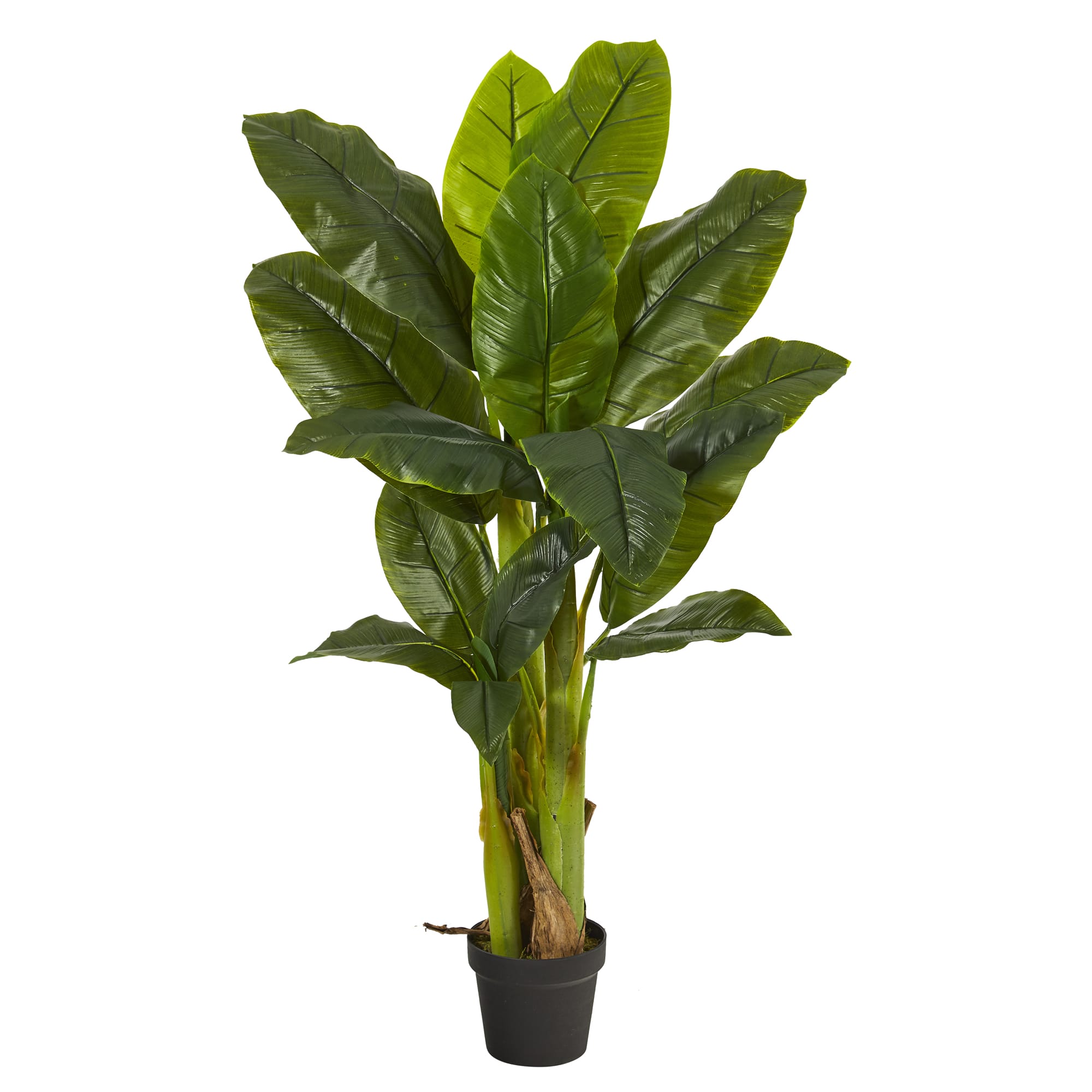 4ft. Potted Triple Stalk Banana Tree | Michaels