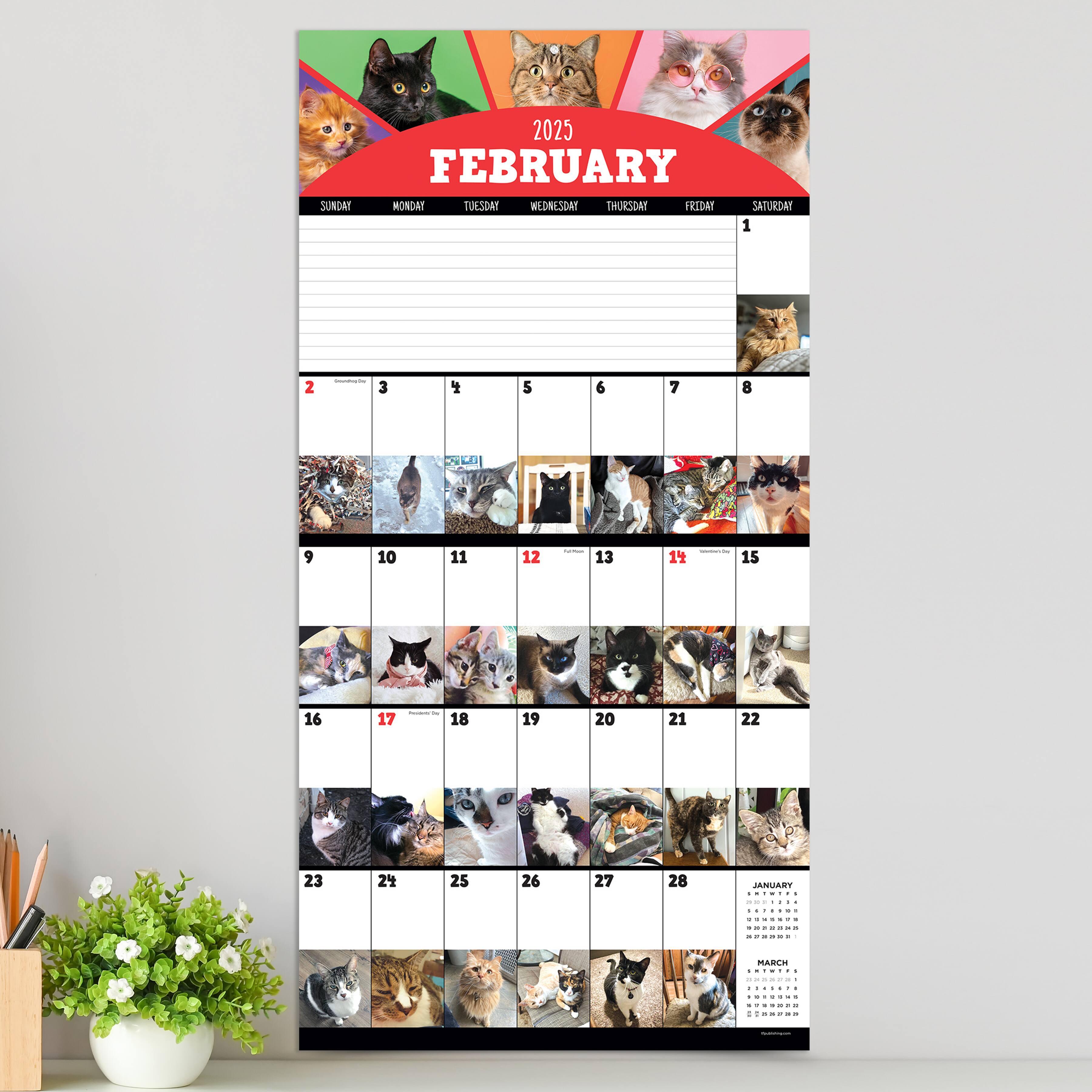 TF Publishing 2025 Cat-a-Day Wall Calendar