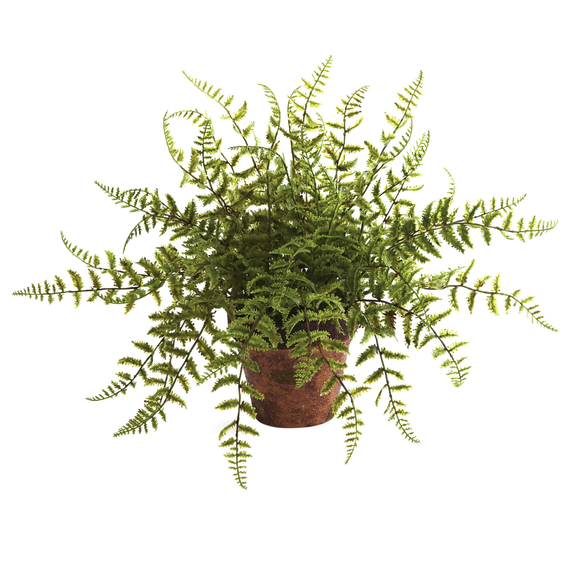 12" Fern in Decorative Planter, 2ct.